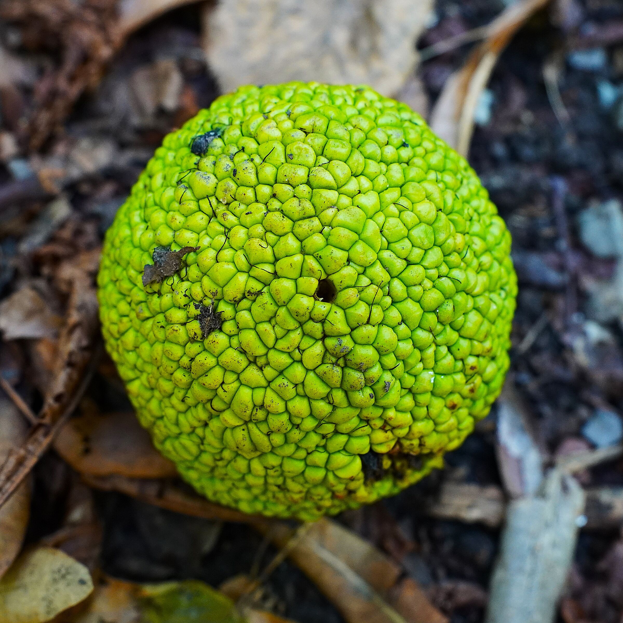 Fruit of Maclura pomifera (Osagi mulberry).