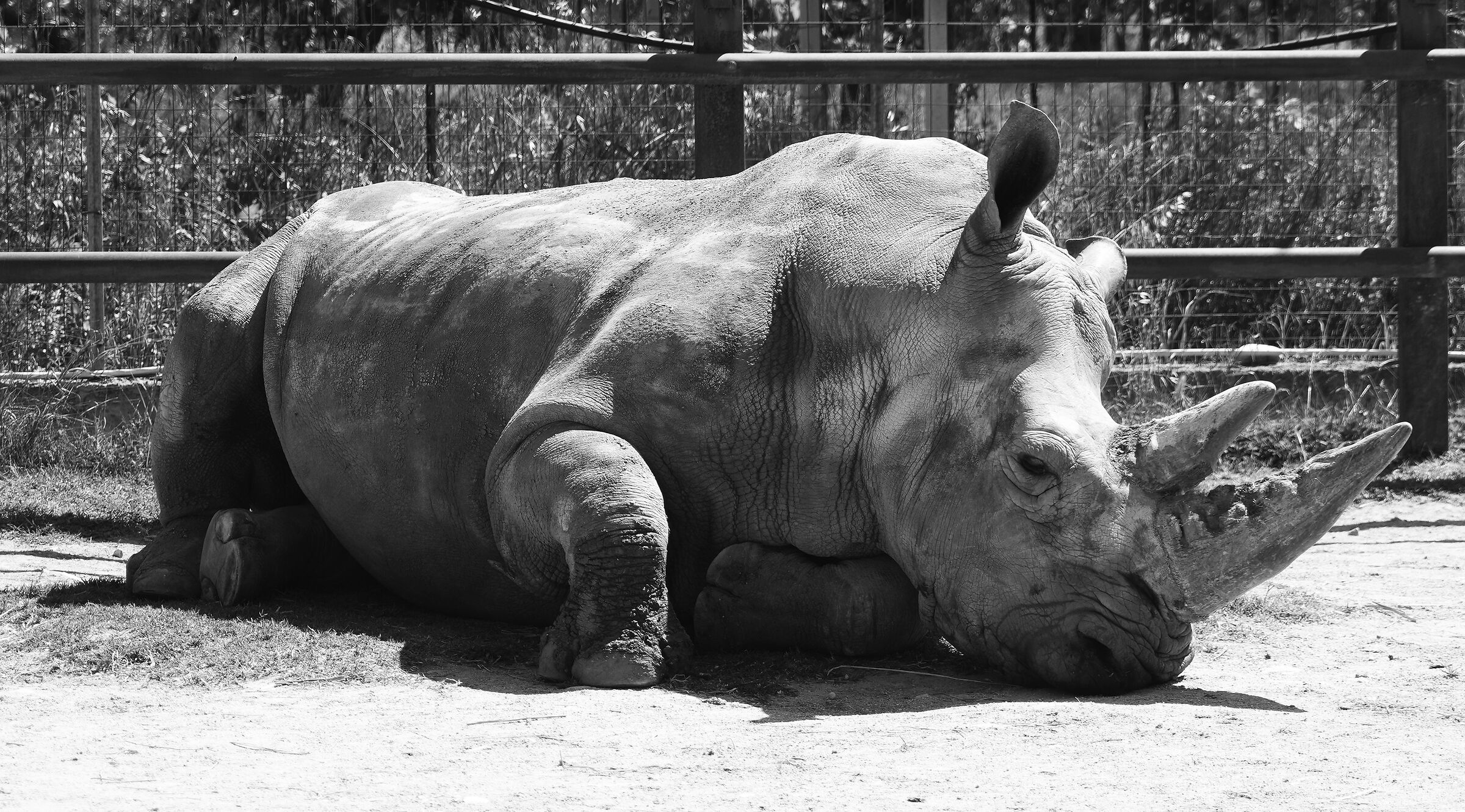 Rhinoceros 0001