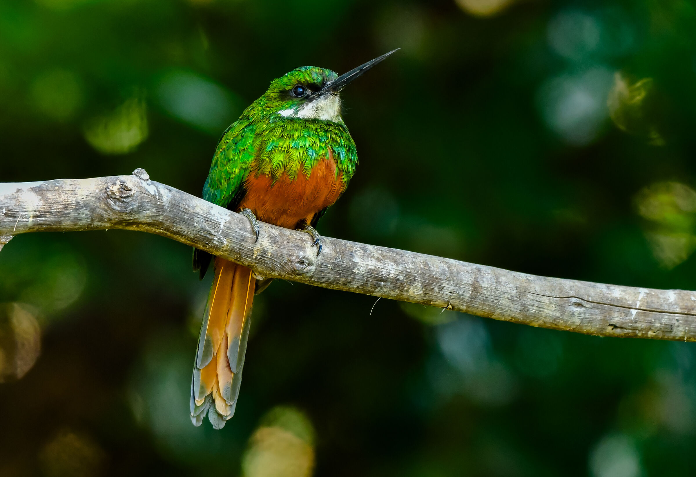 The rust-tailed jacamar