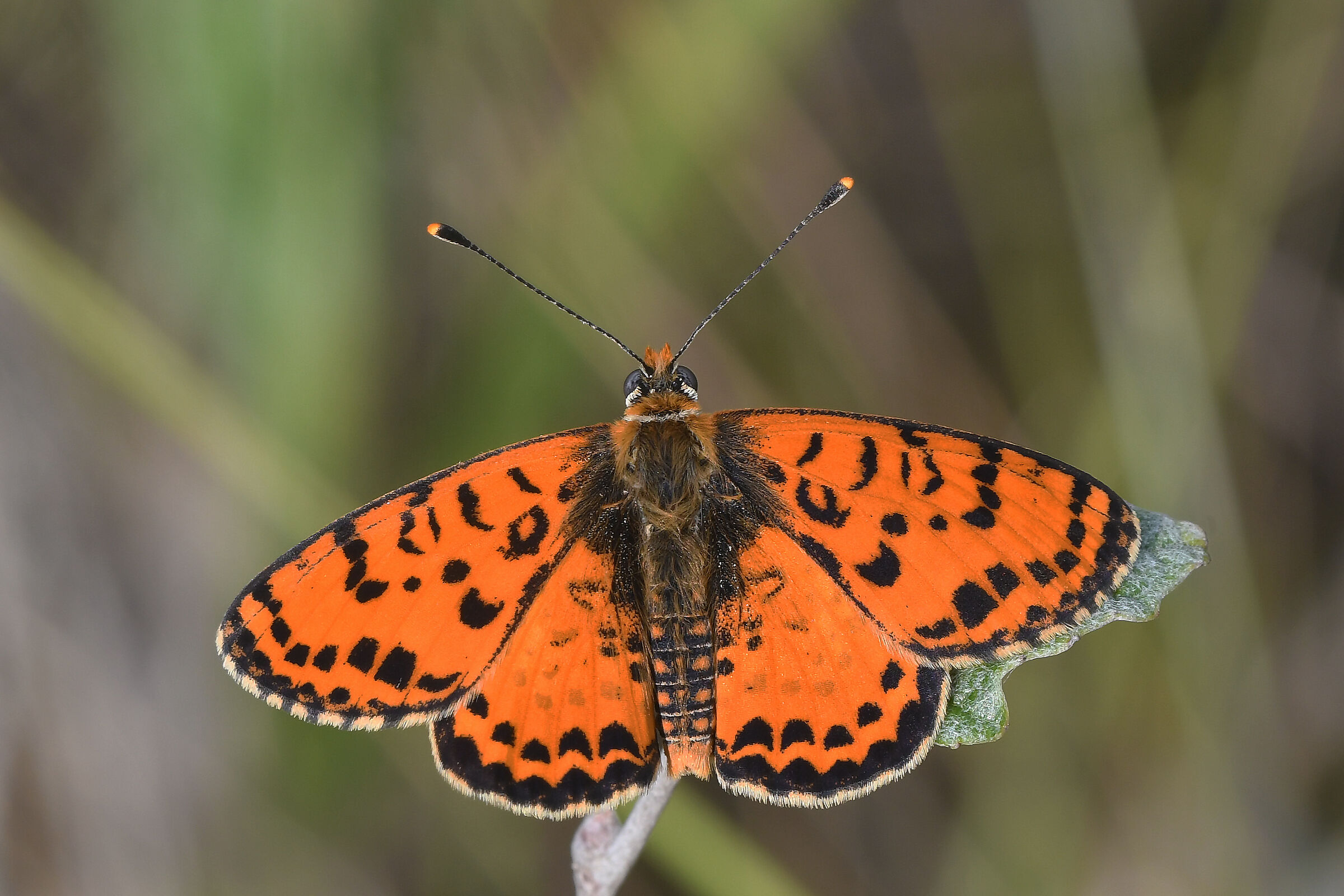 Melitaea didyma