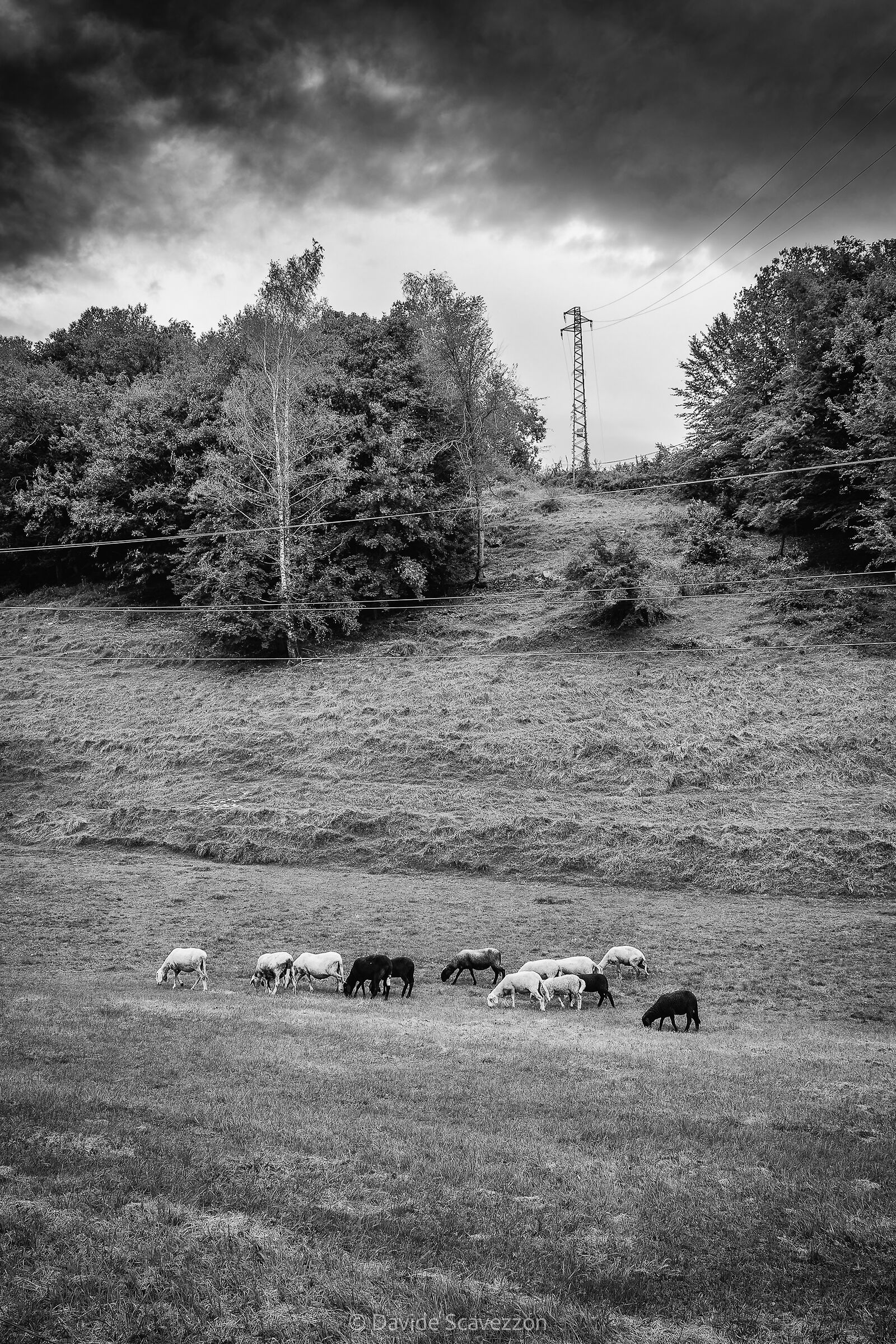 Grazing