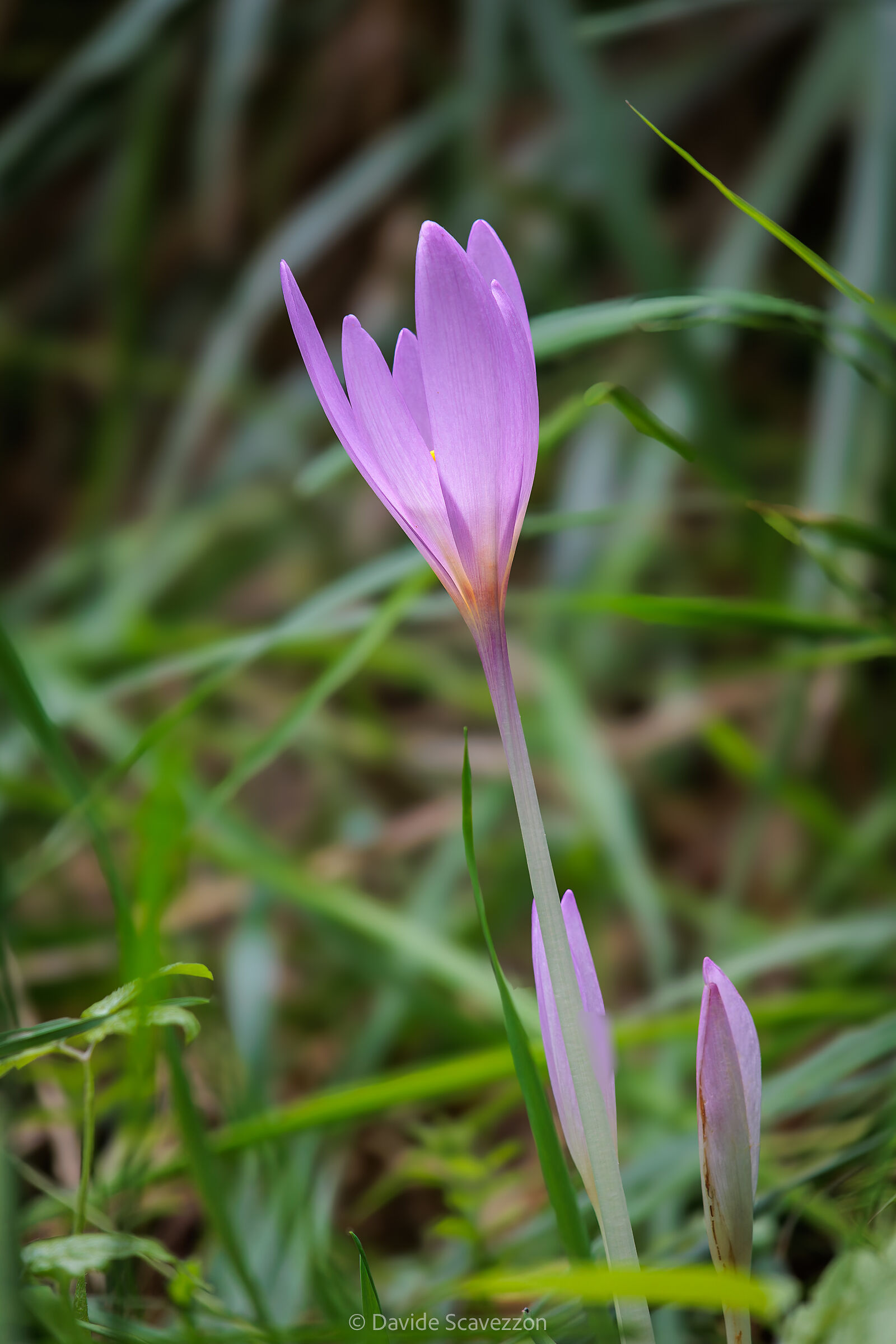 Colchicum autumnale