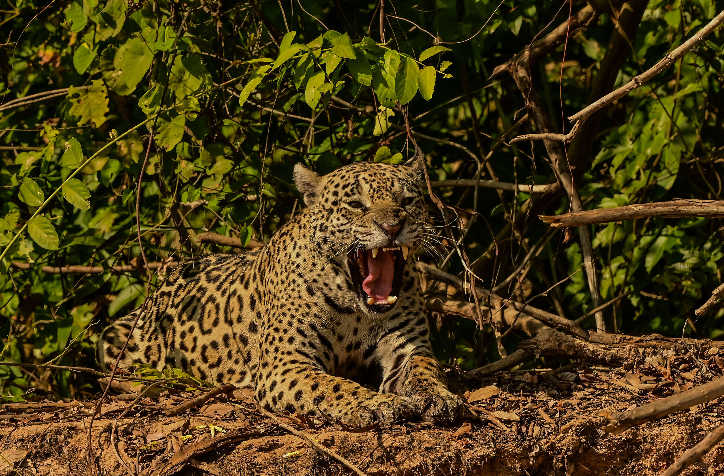 The yawn