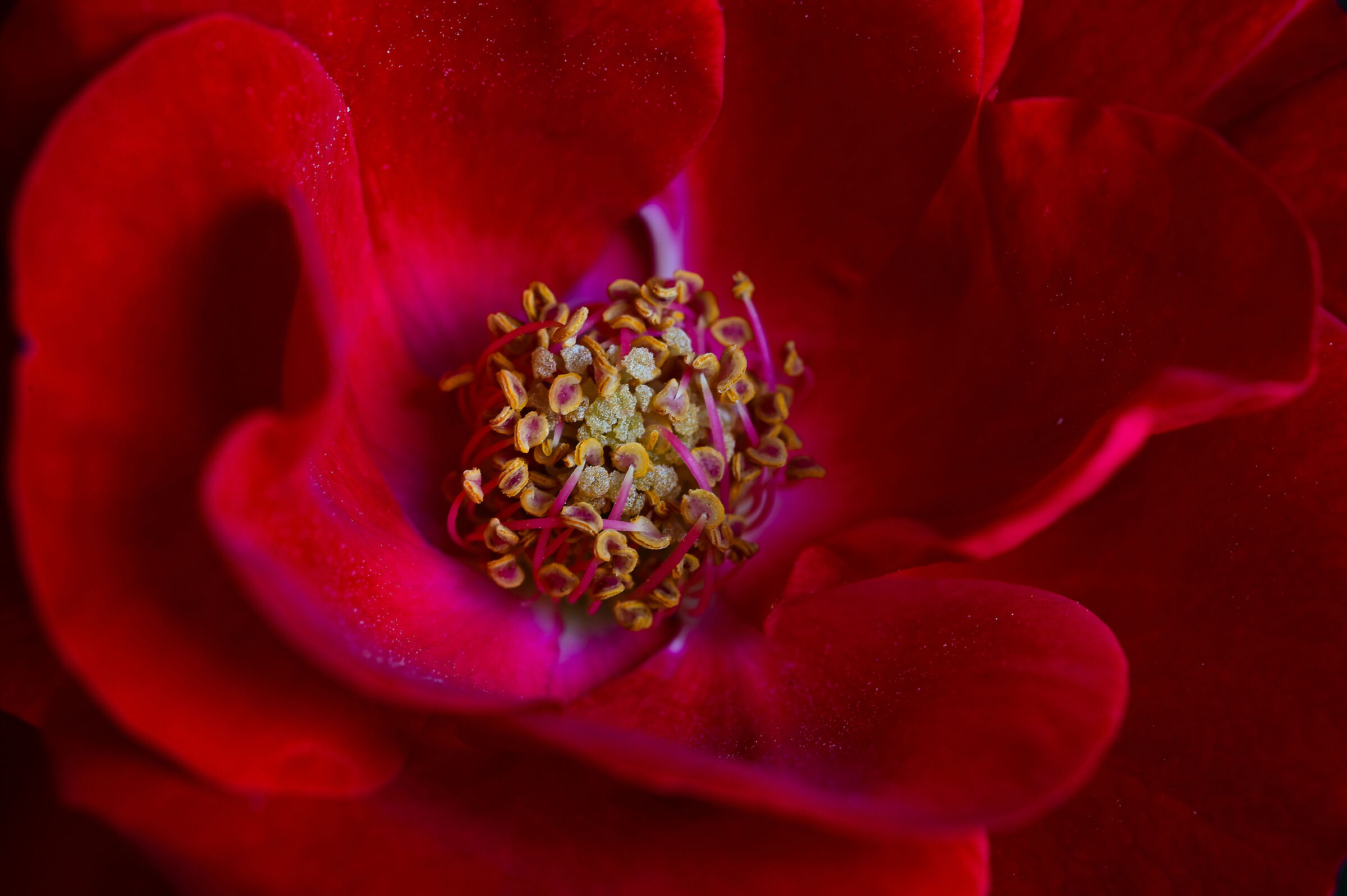 La rosellina