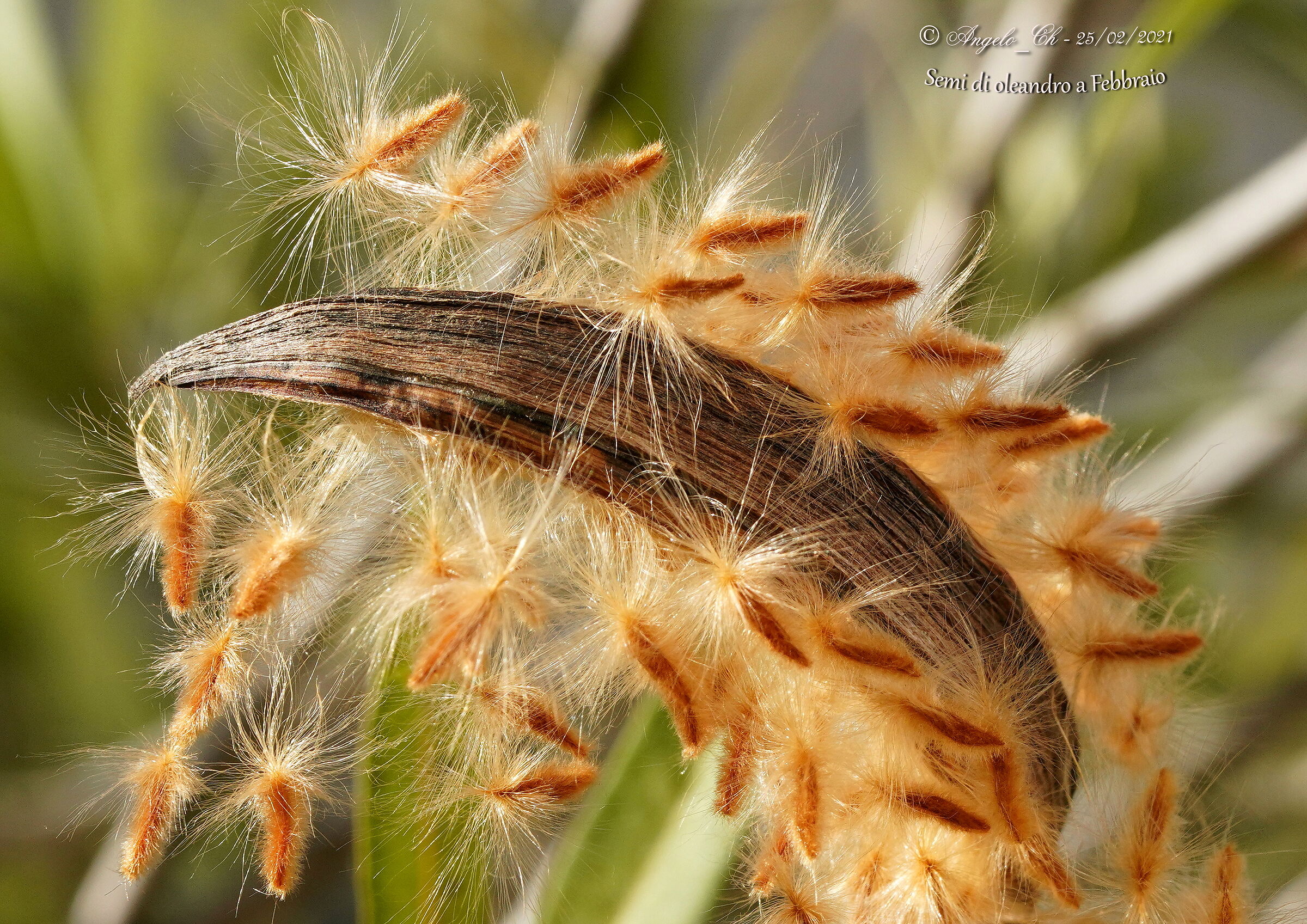 Oleander seeds