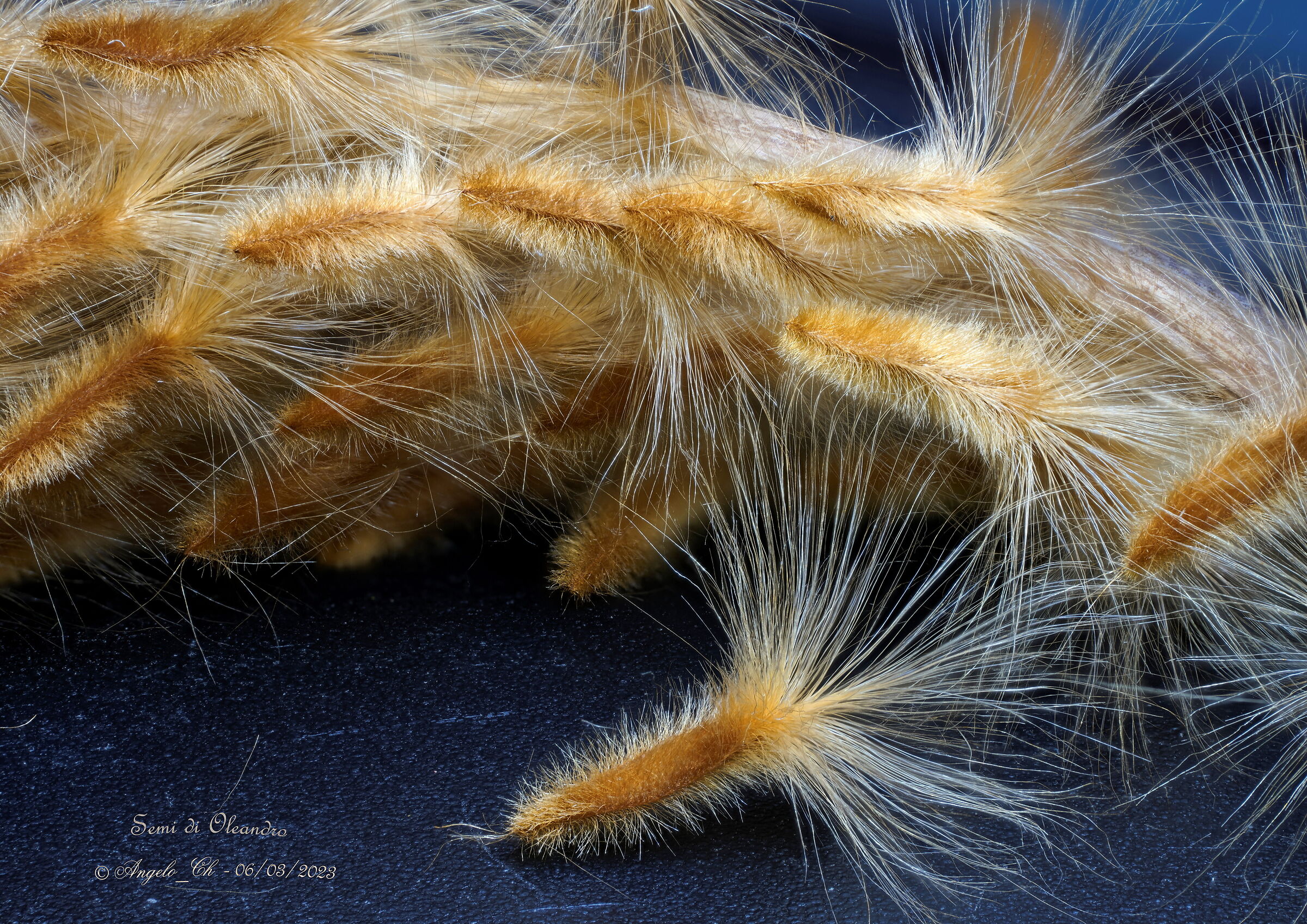 Oleander seeds up close