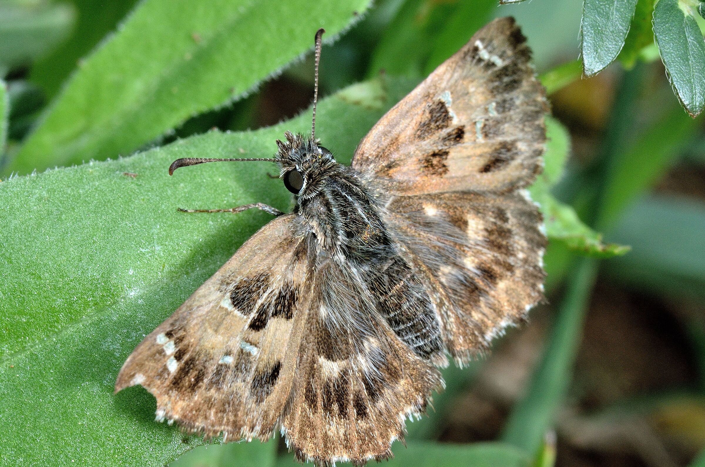 Butterfly