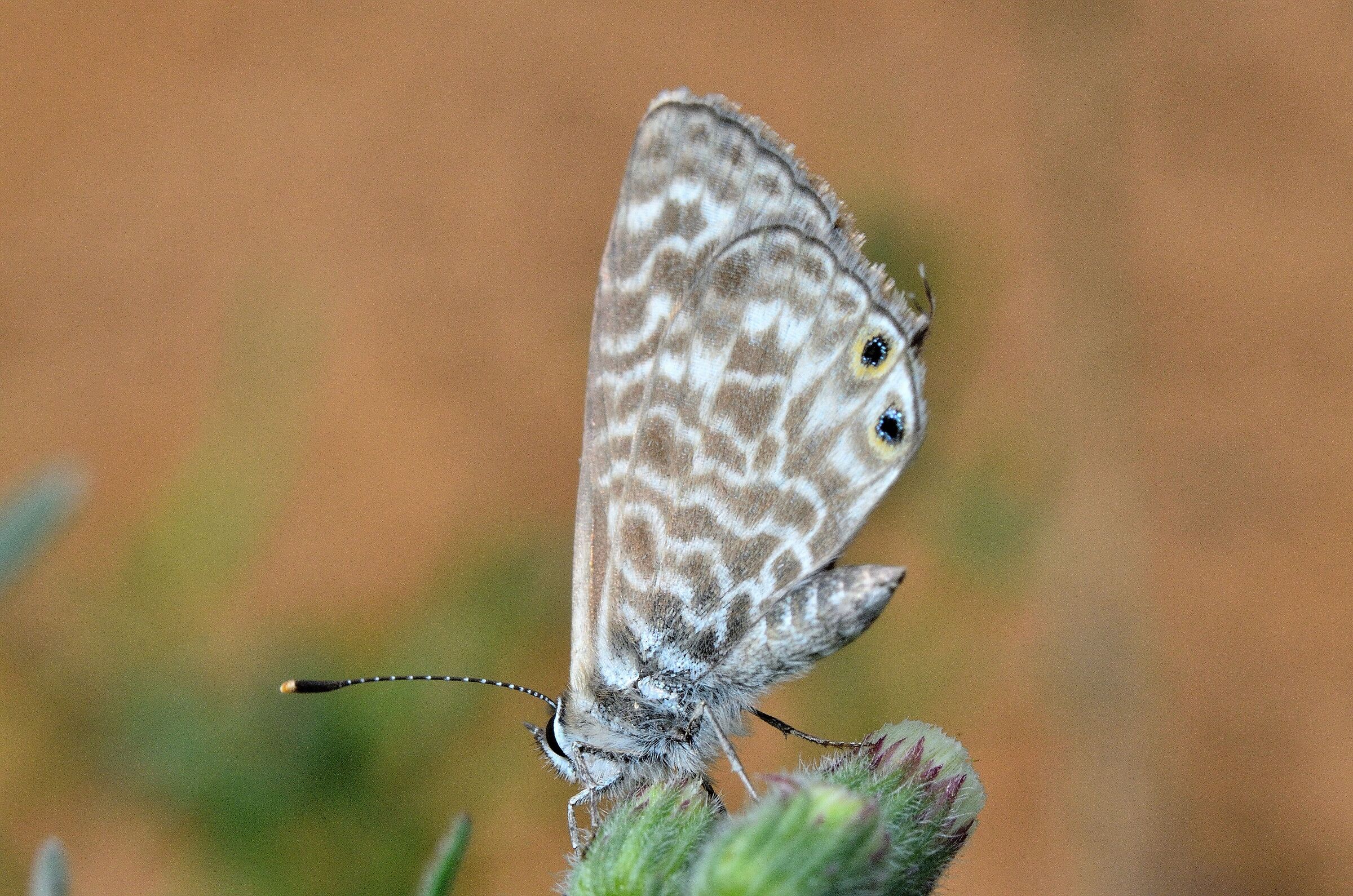 Butterfly 2