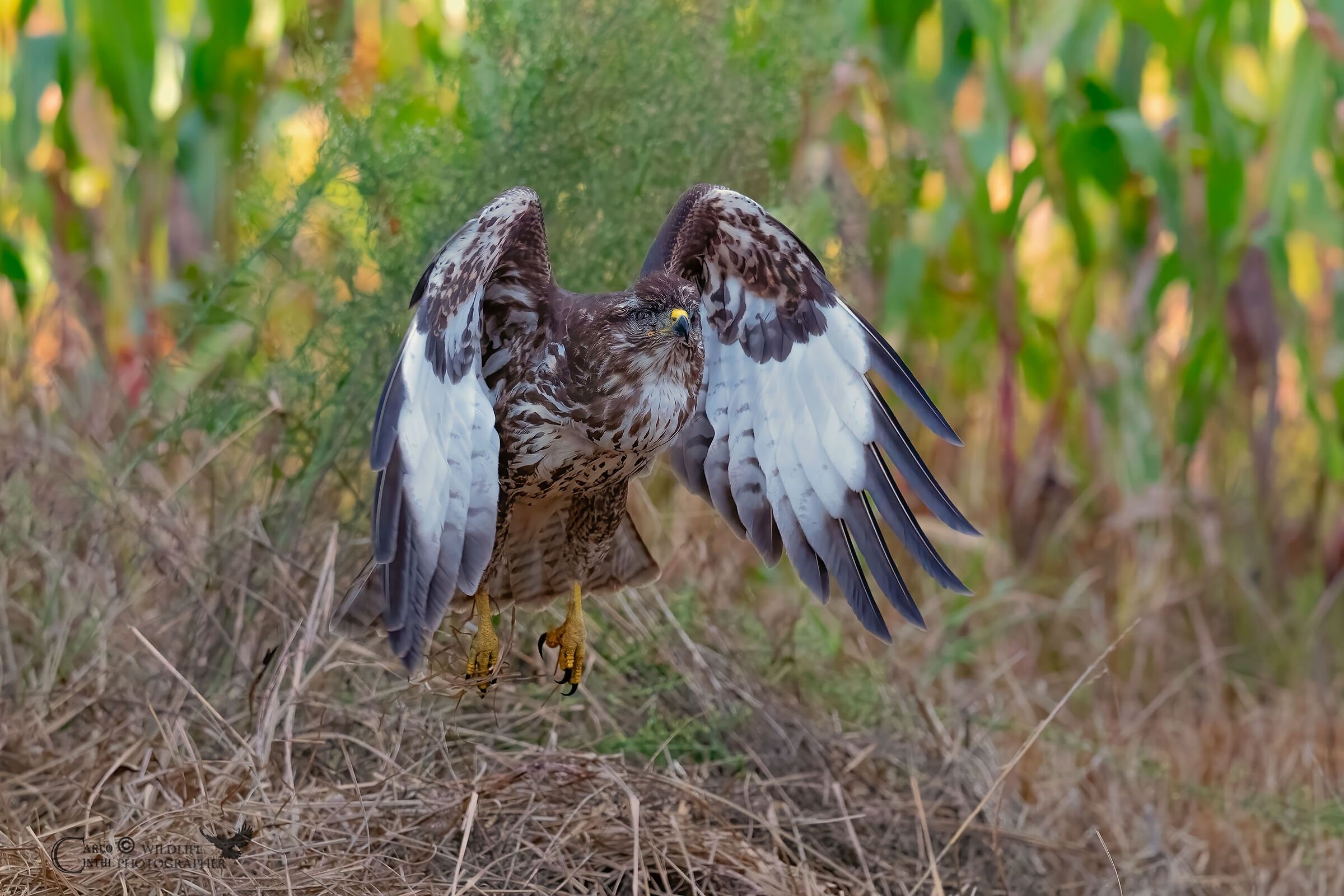 Buzzard