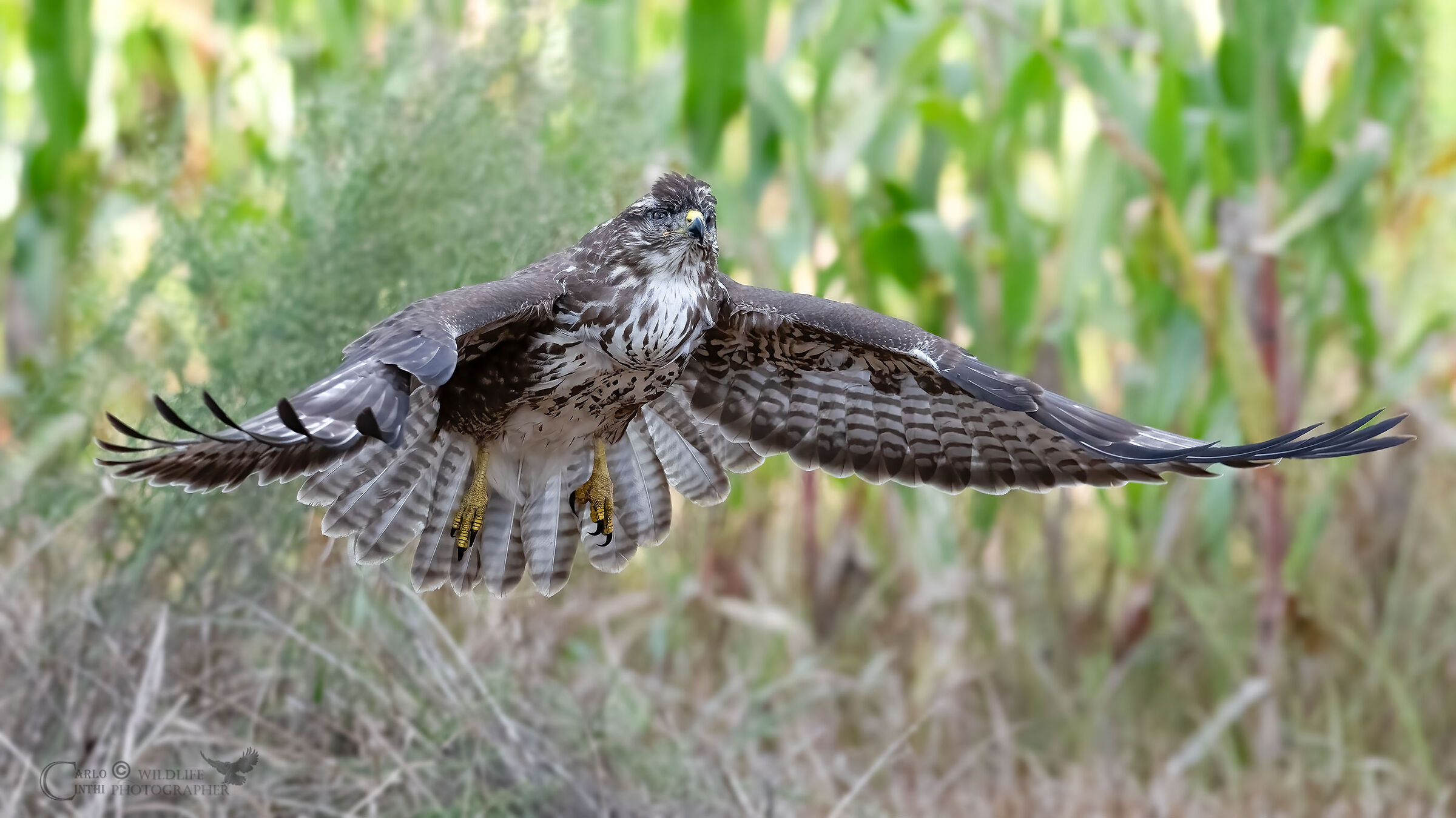 Buzzard