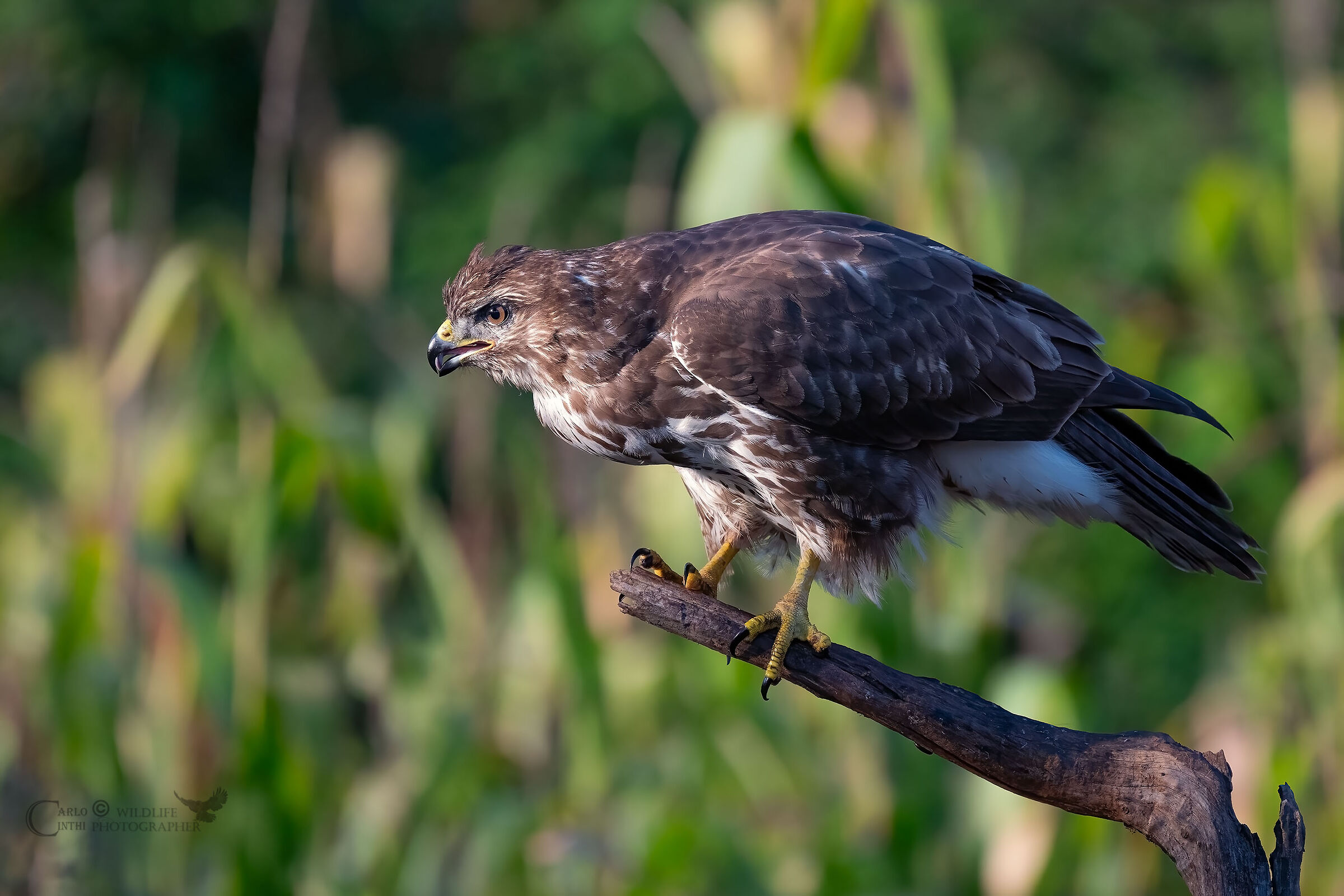 Buzzard