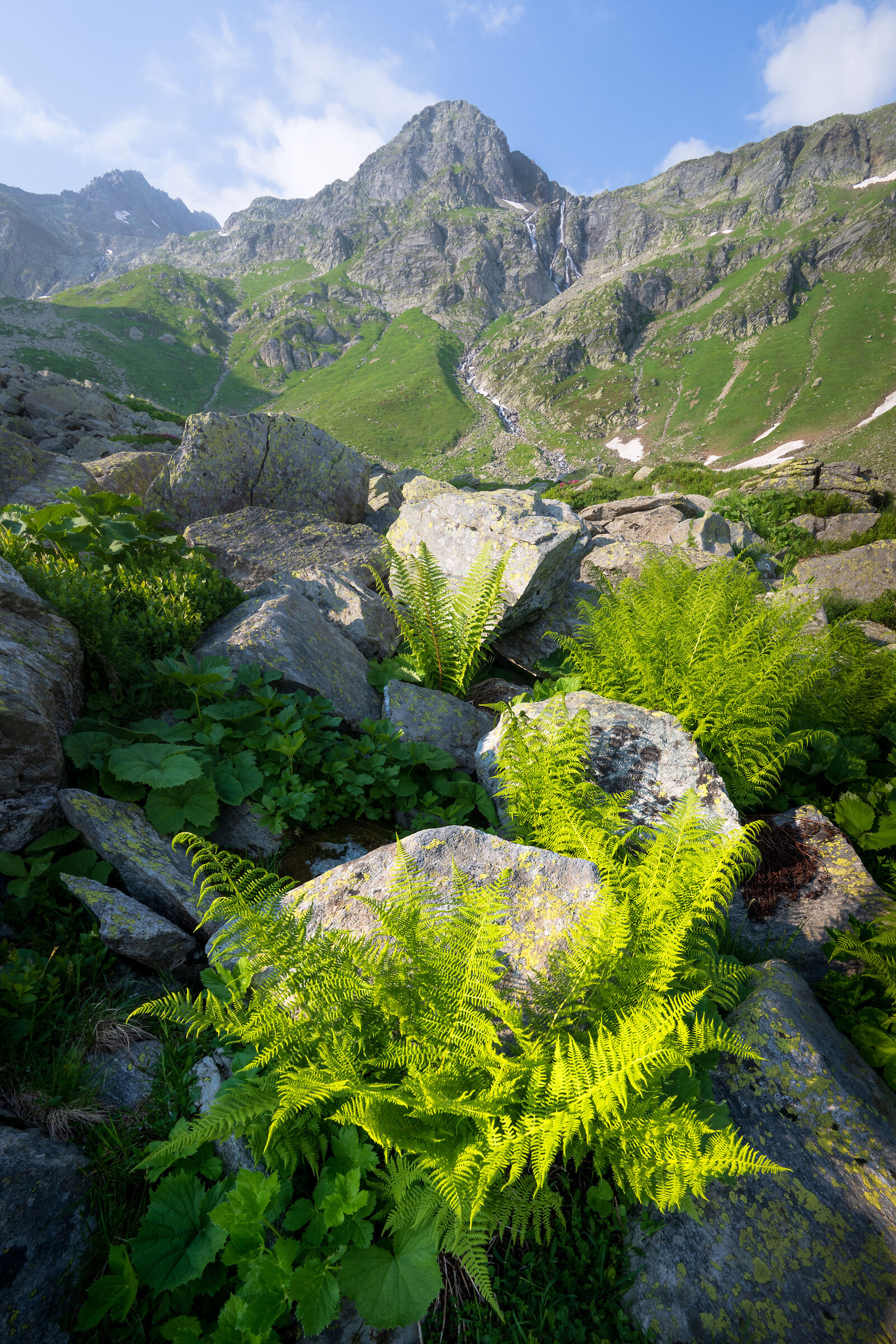 Mountain ferns