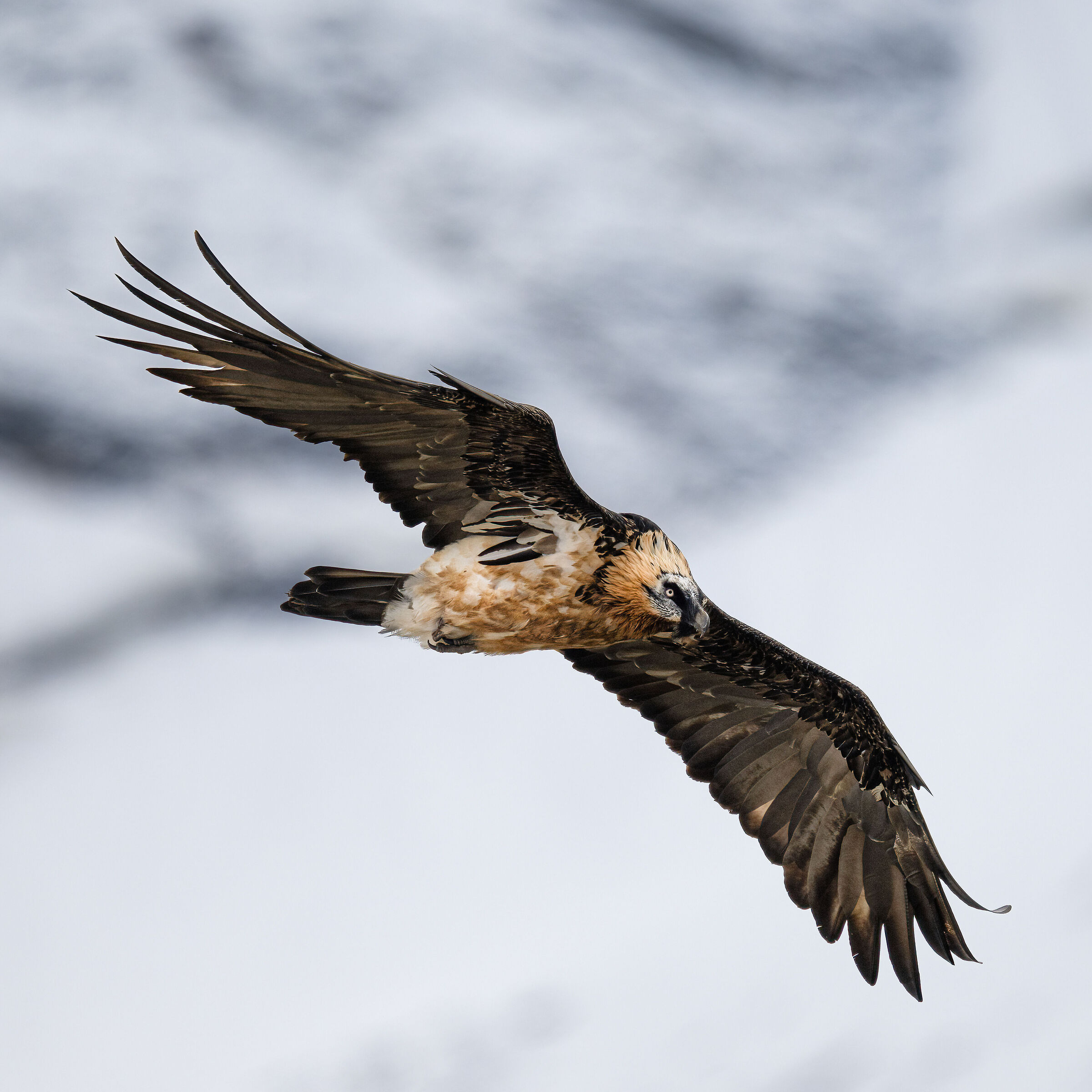 Gypaetus barbatus - Gran Paradiso National Park