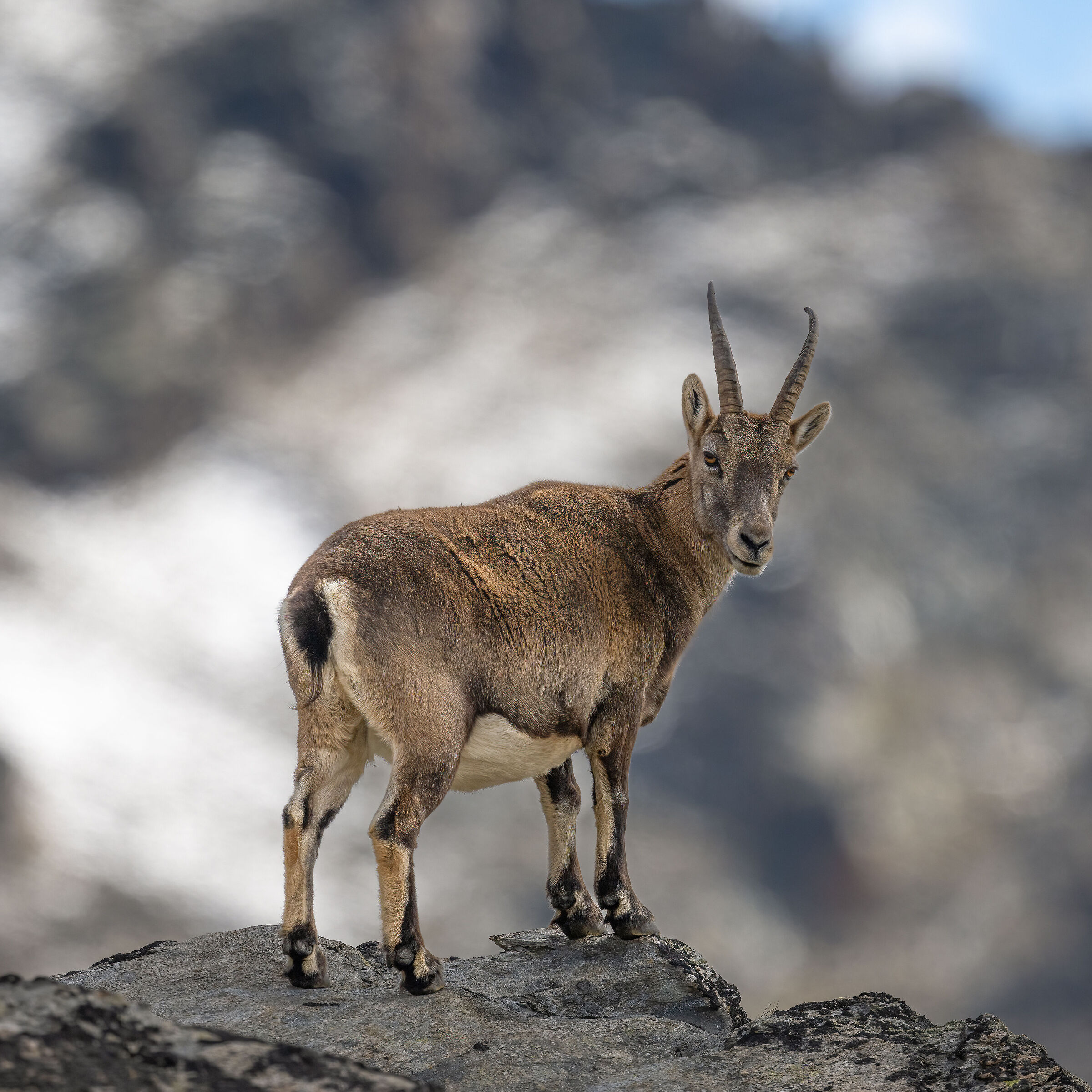 Stambecco - Parco Nazionale del Gran Paradiso