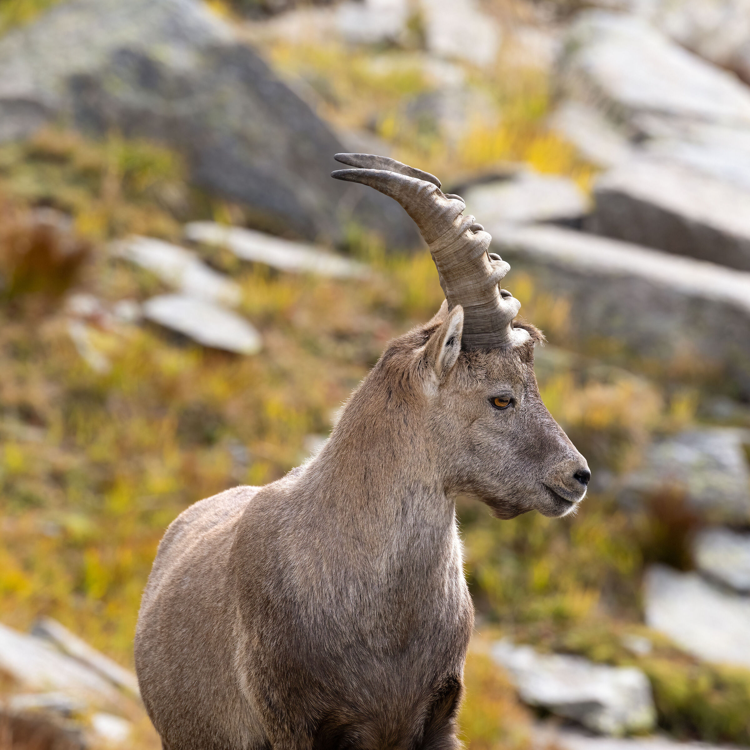 Stambecco - Parco Nazionale del Gran Paradiso