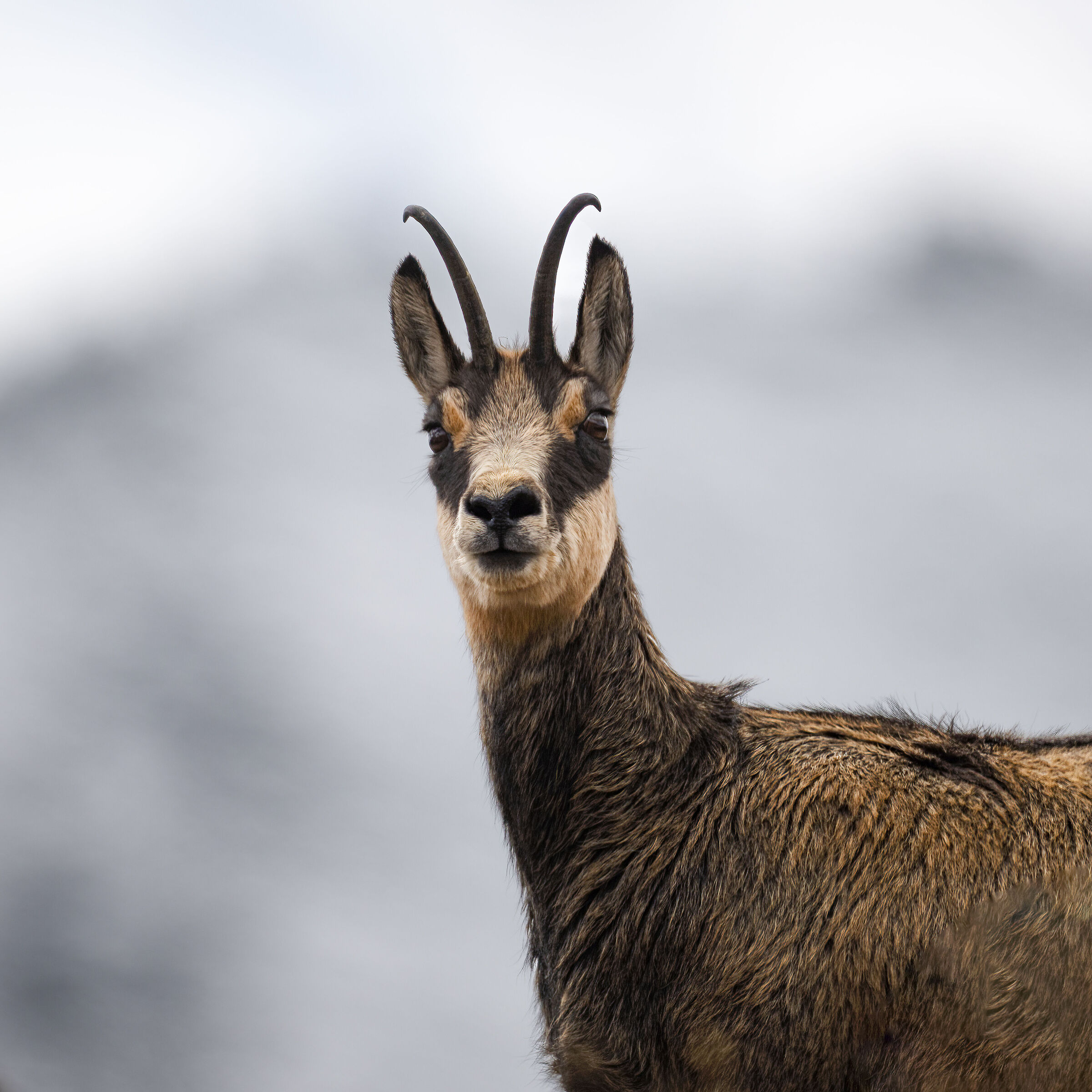 Camoscio- Parco Nazionale del Gran Paradiso