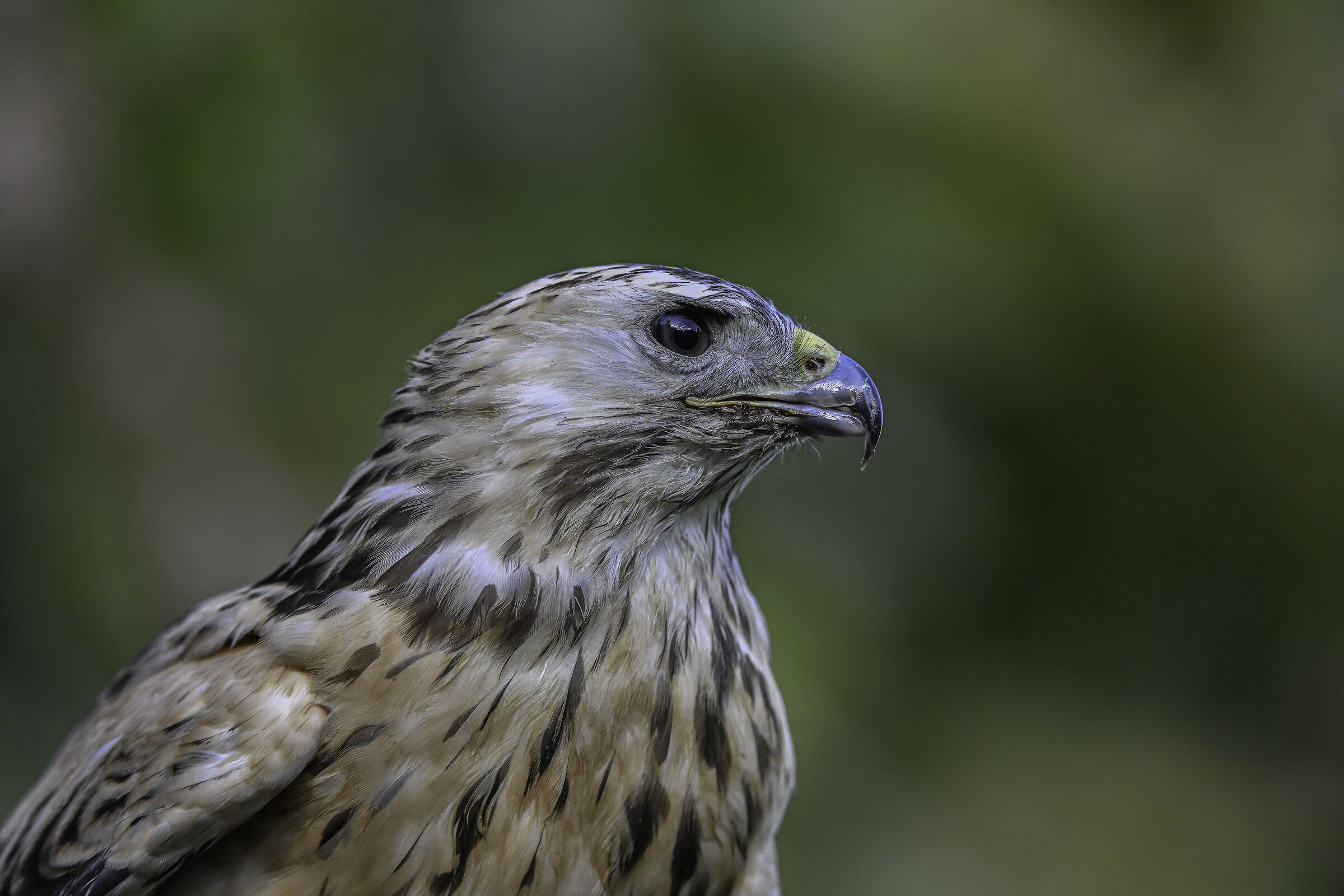 Poiana europea leucistica