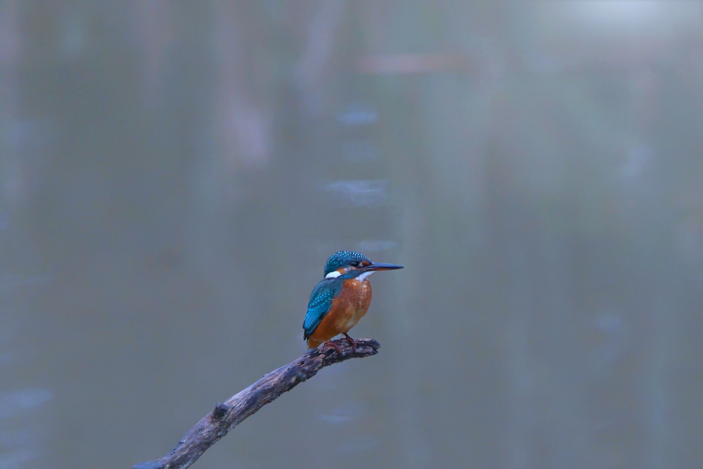 First Kingfisher