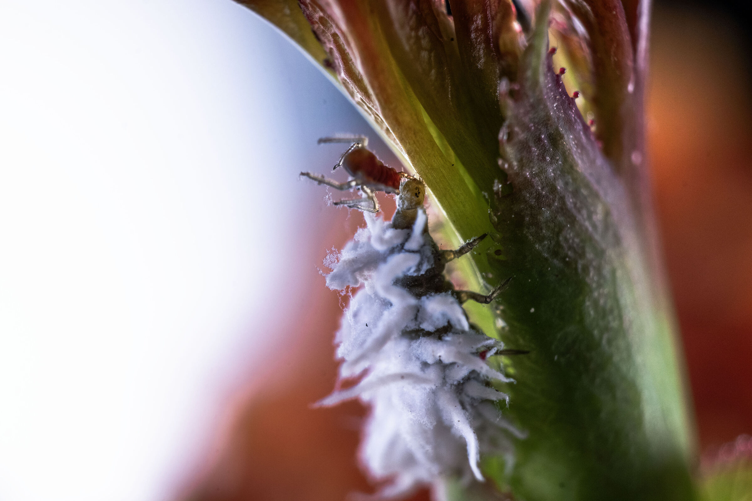 Cocciniglia cotonosa vs Afide  Parte 2