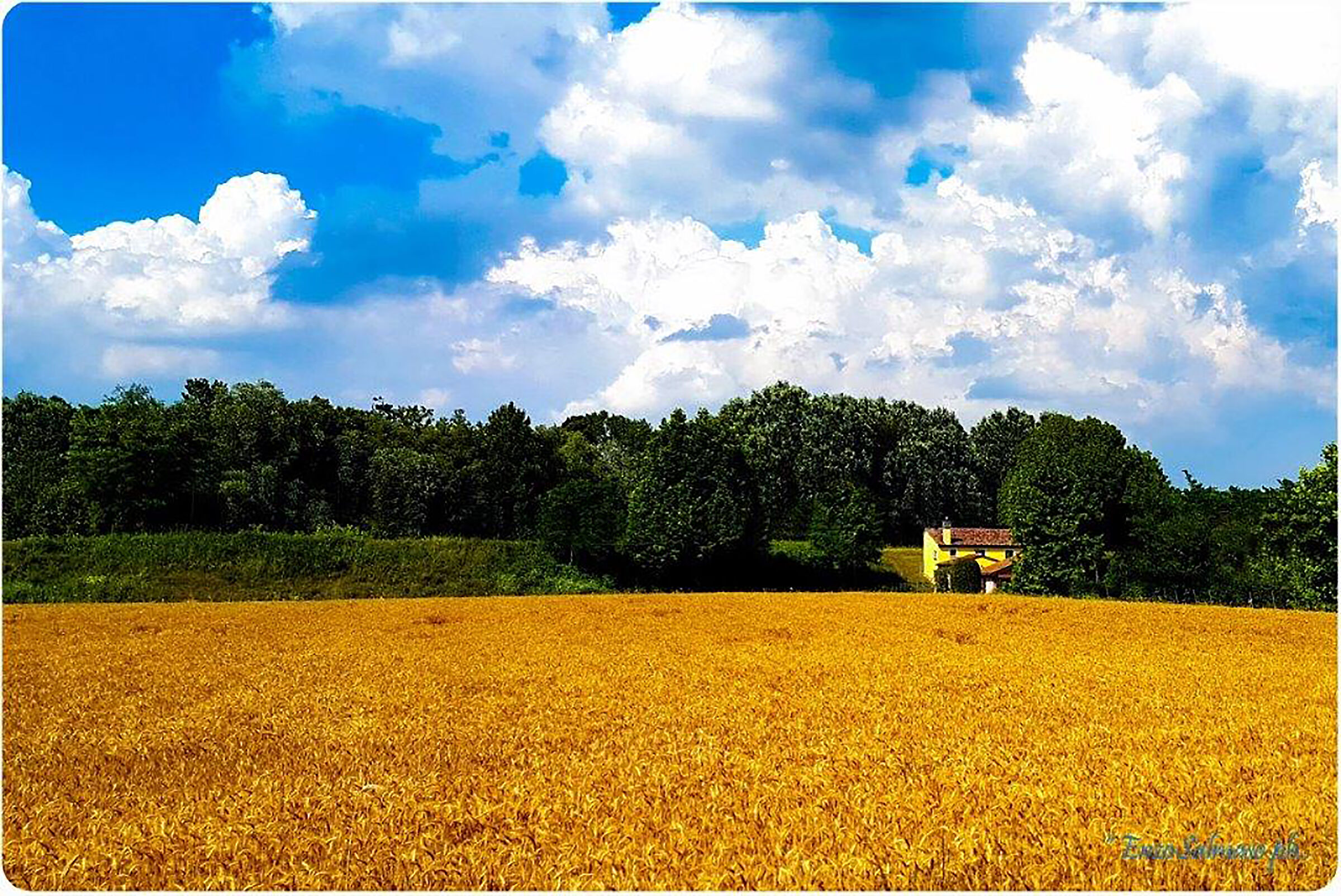 Campo di Grano