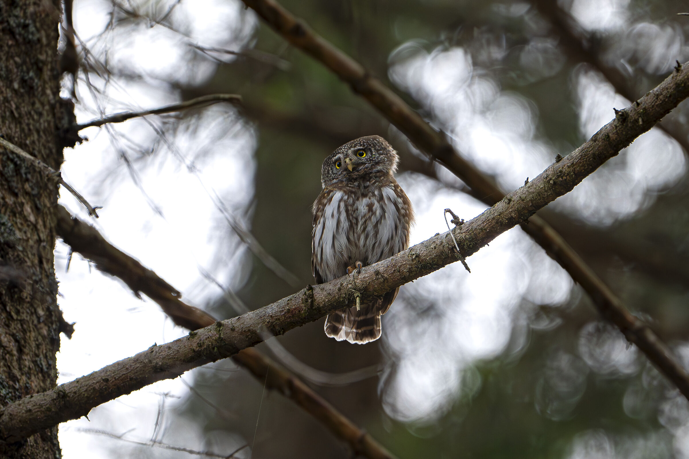 Dwarf Owl