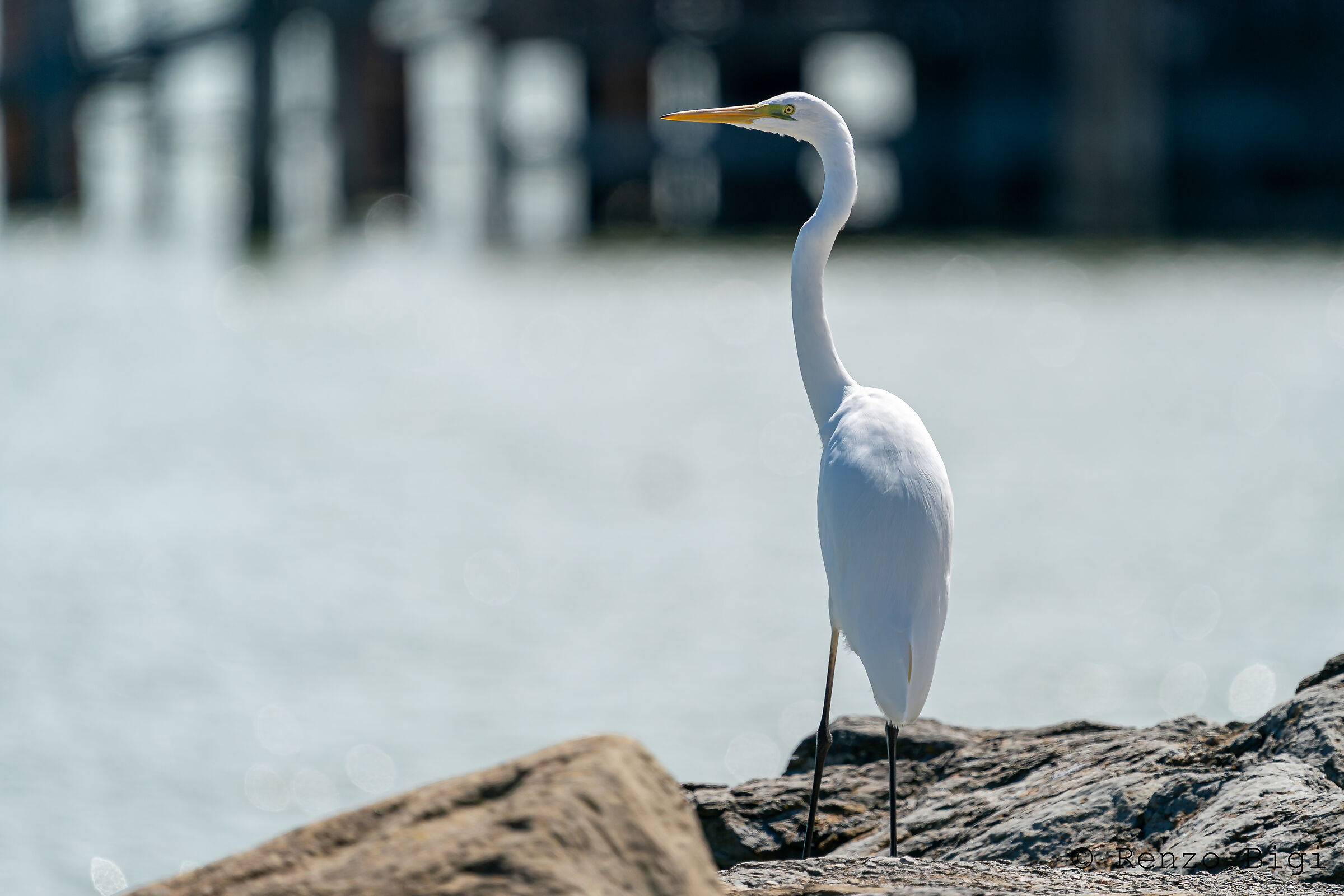 Airone bianco maggiore