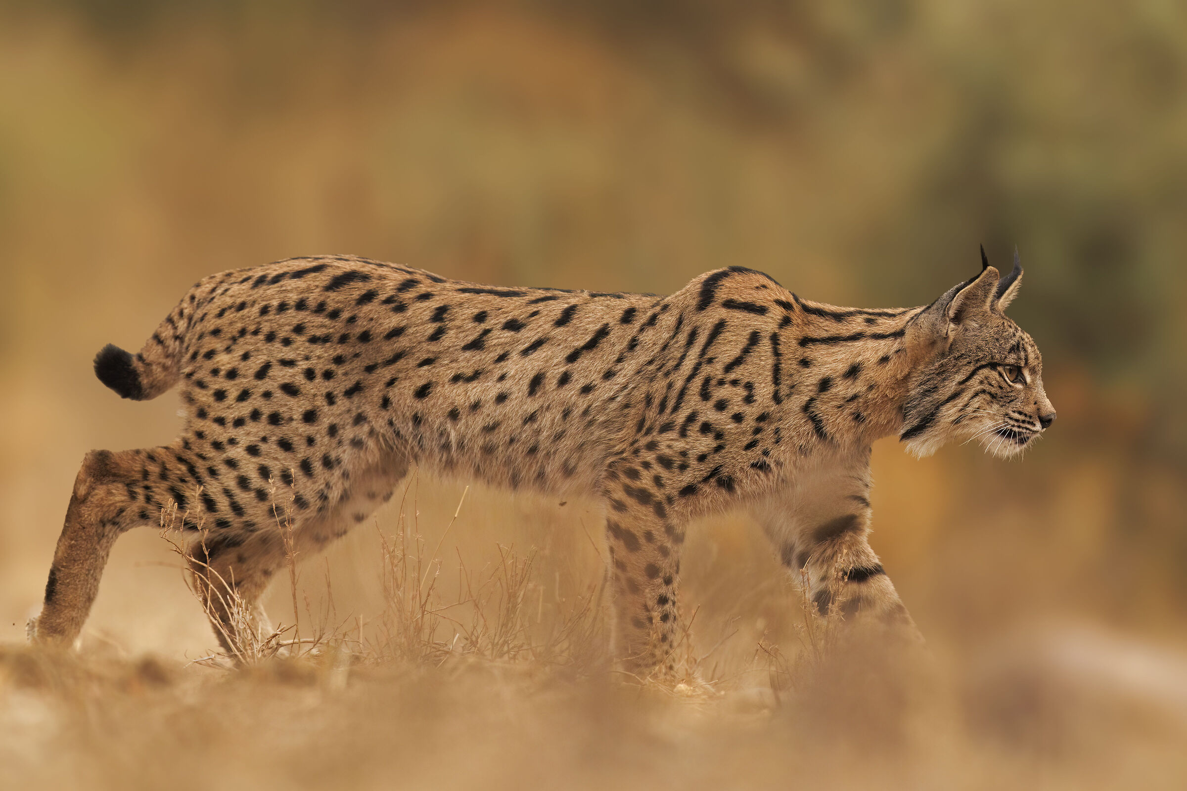 Iberian Lynx