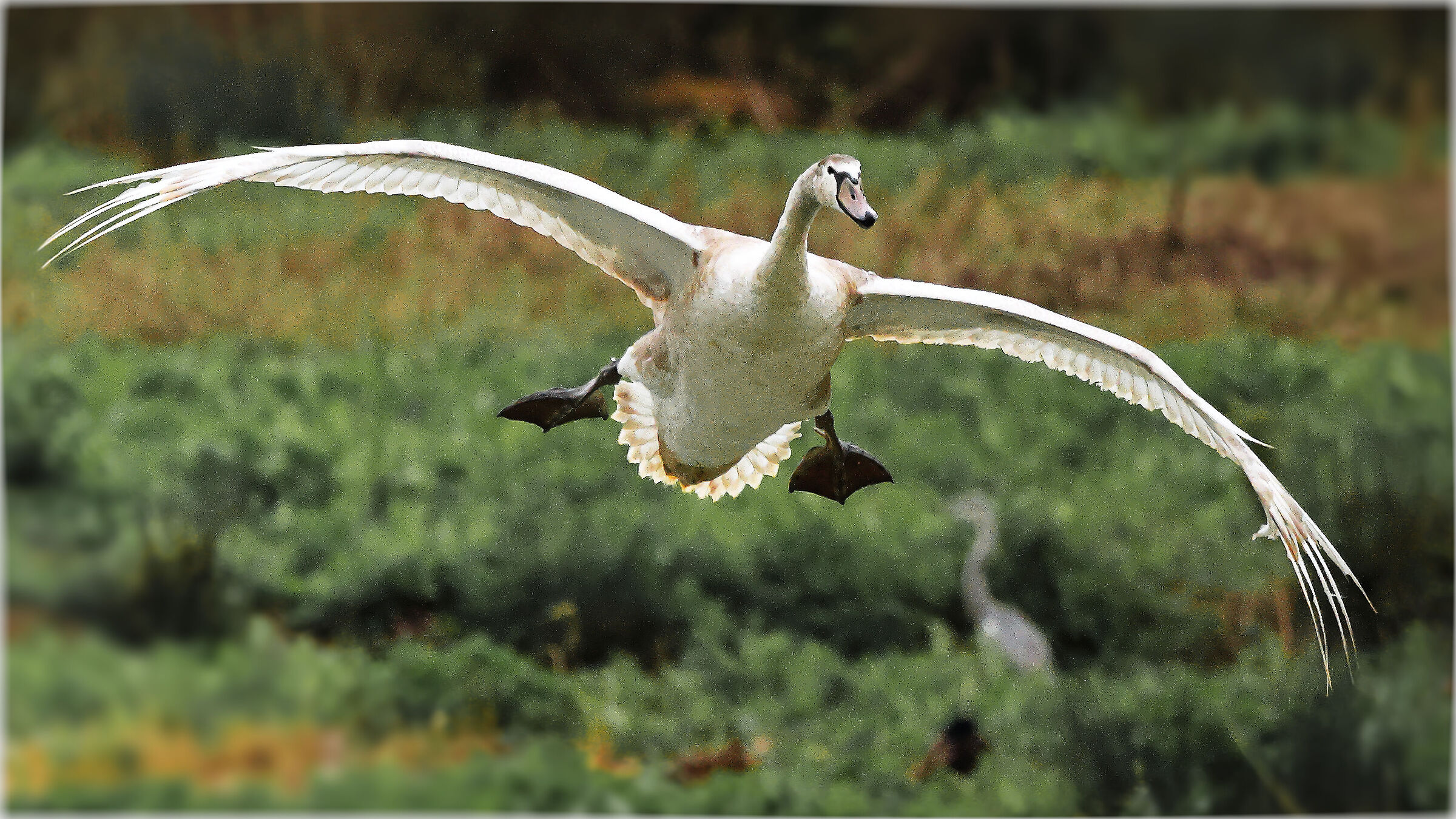"Piccolo" di cigno.