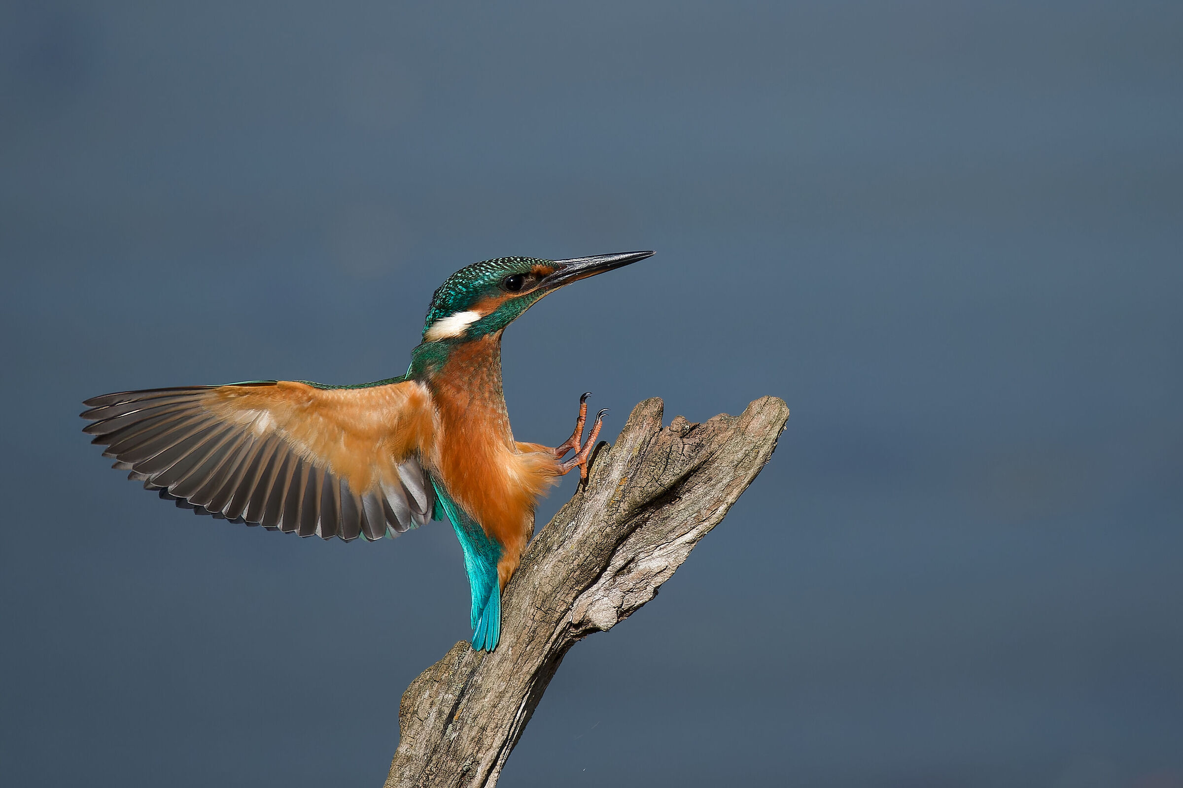 Martin landing