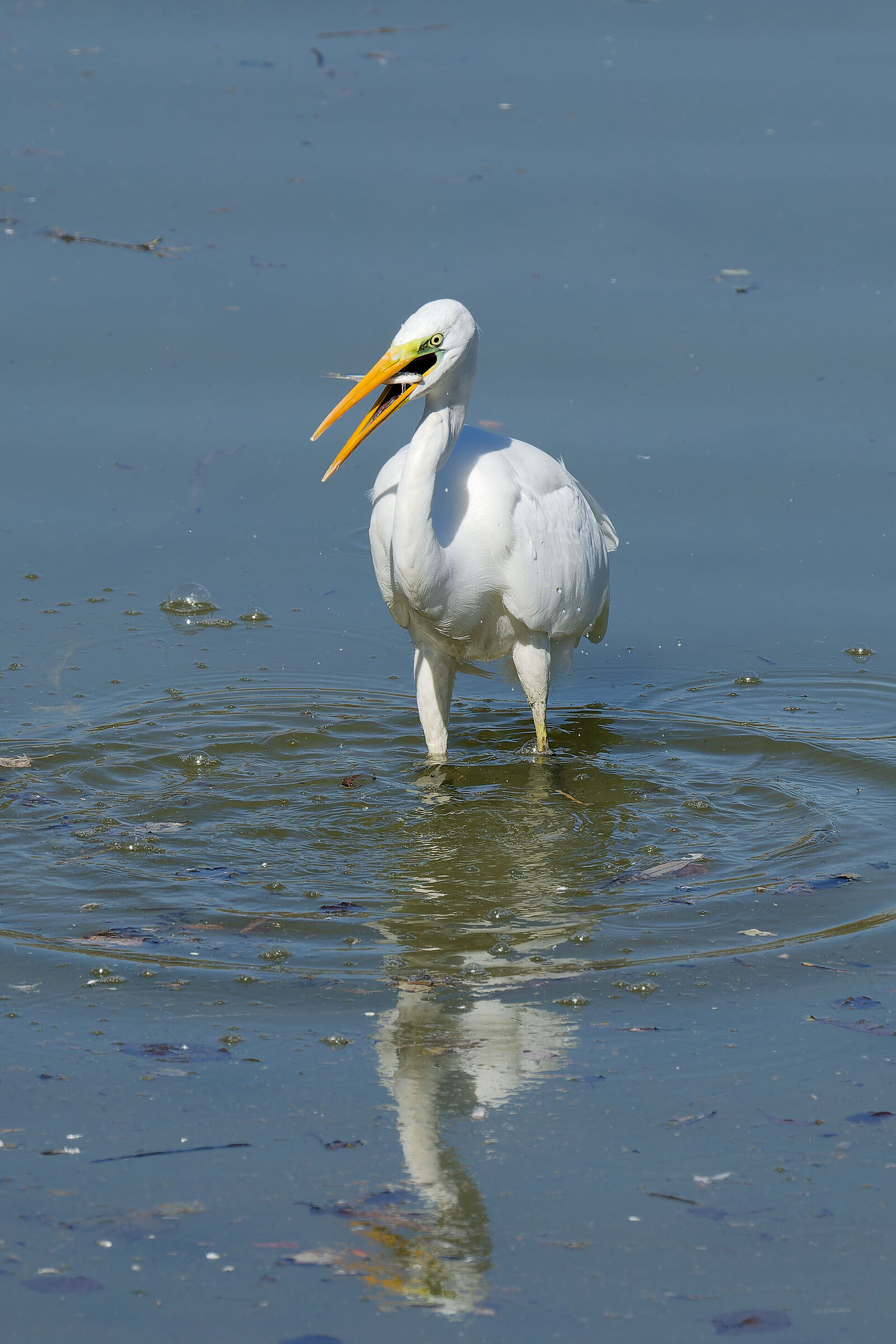 Great Egret with Prey
