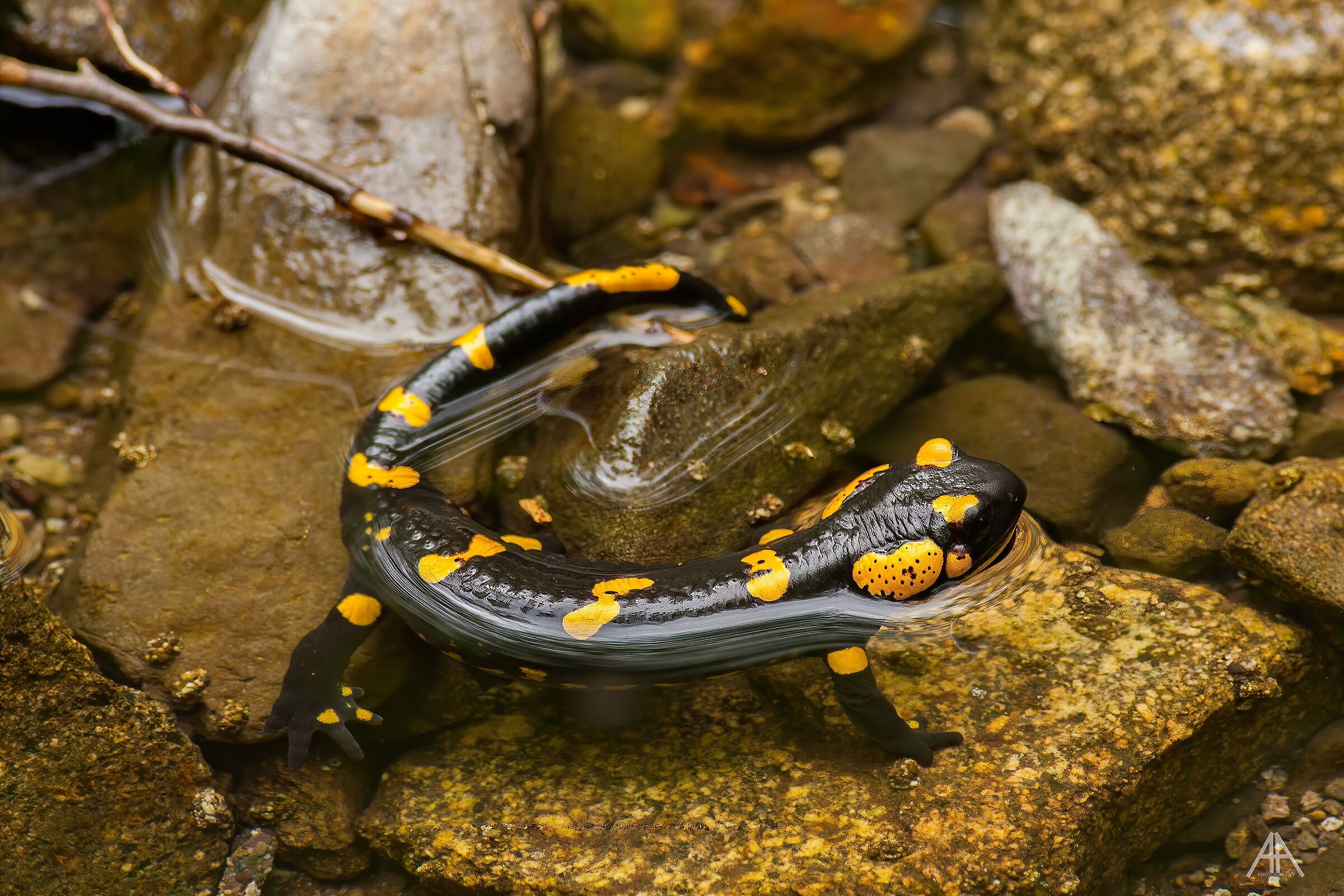 Salamandra