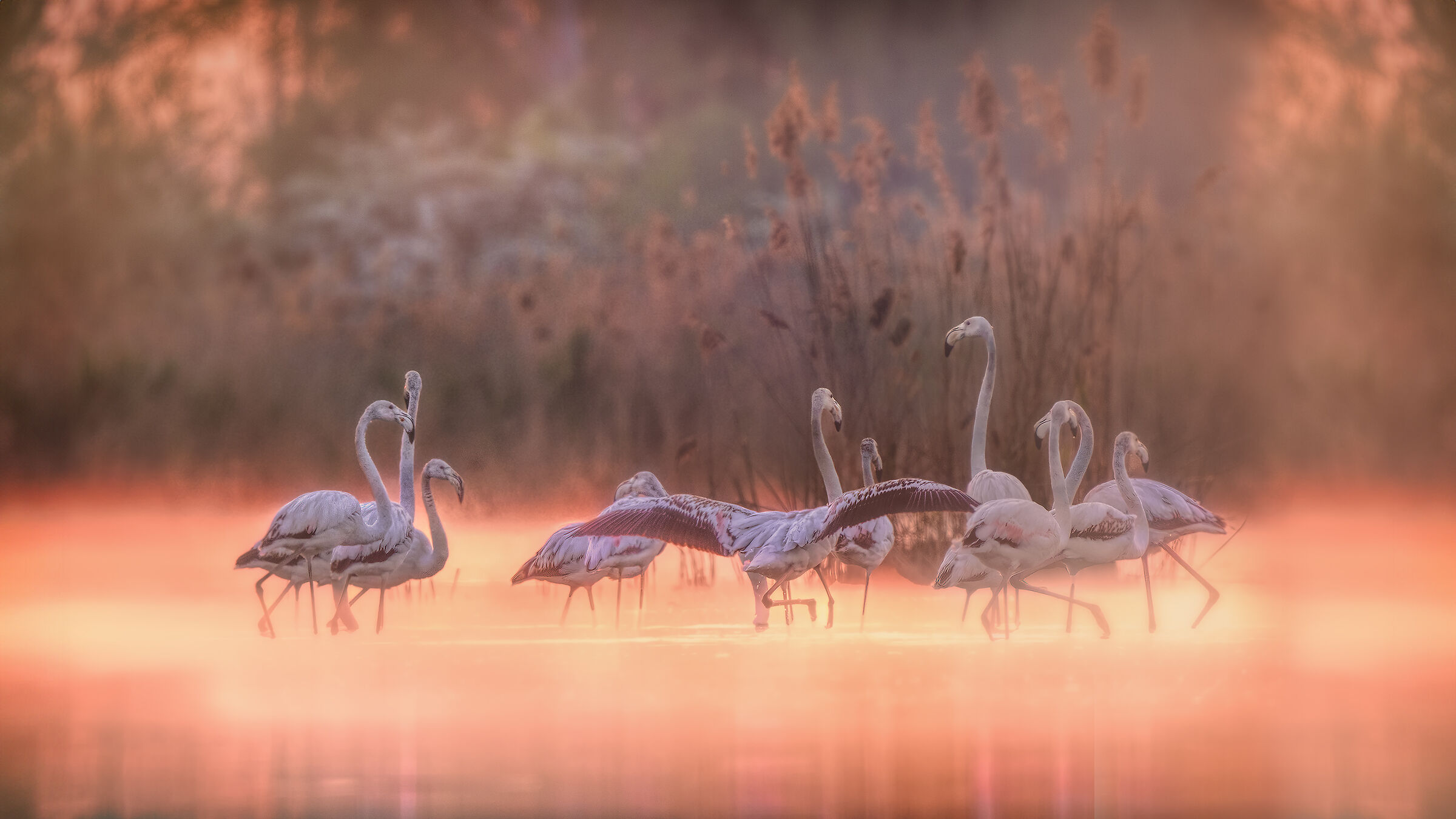 fenicotteri in valle