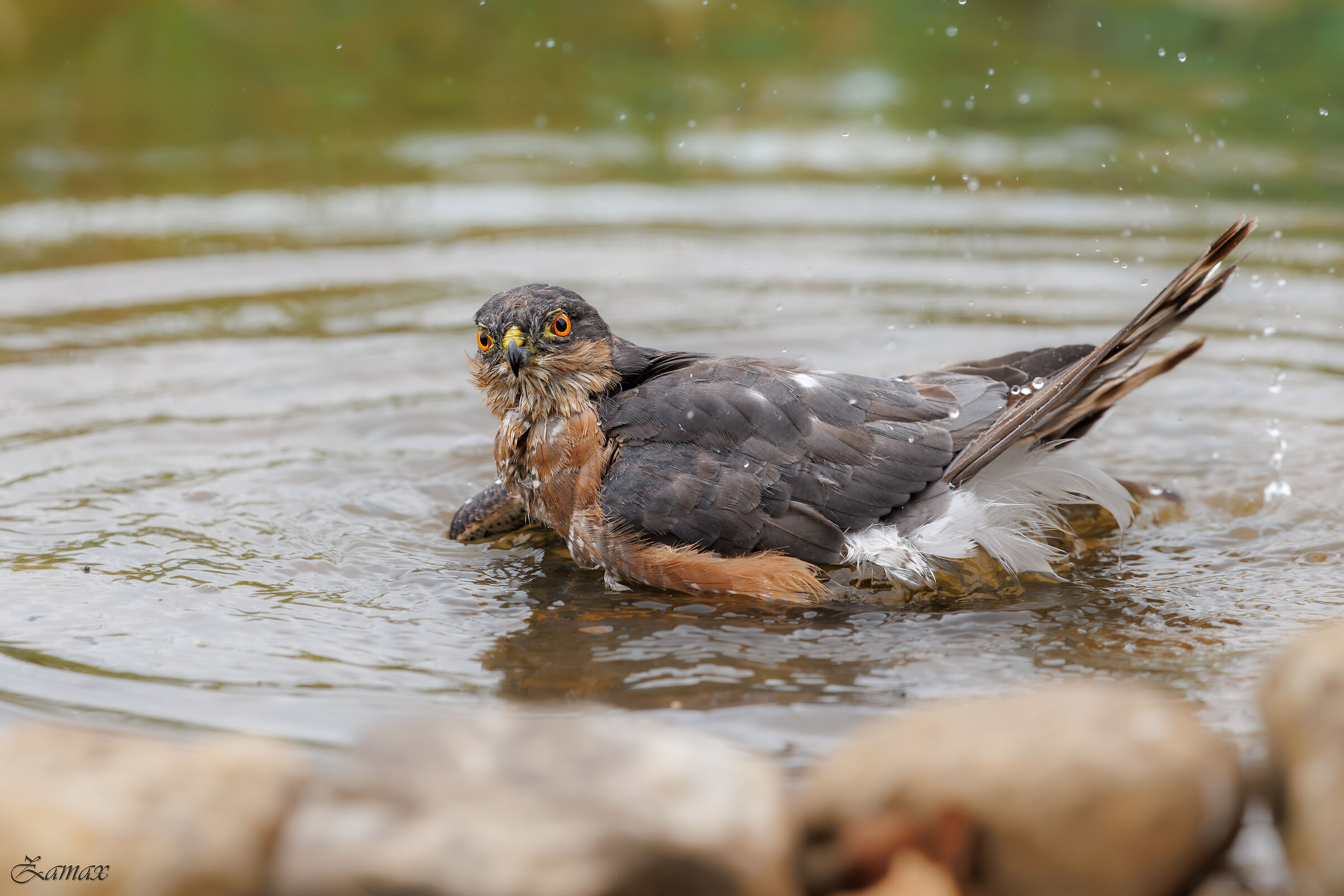 Sparrowhawk