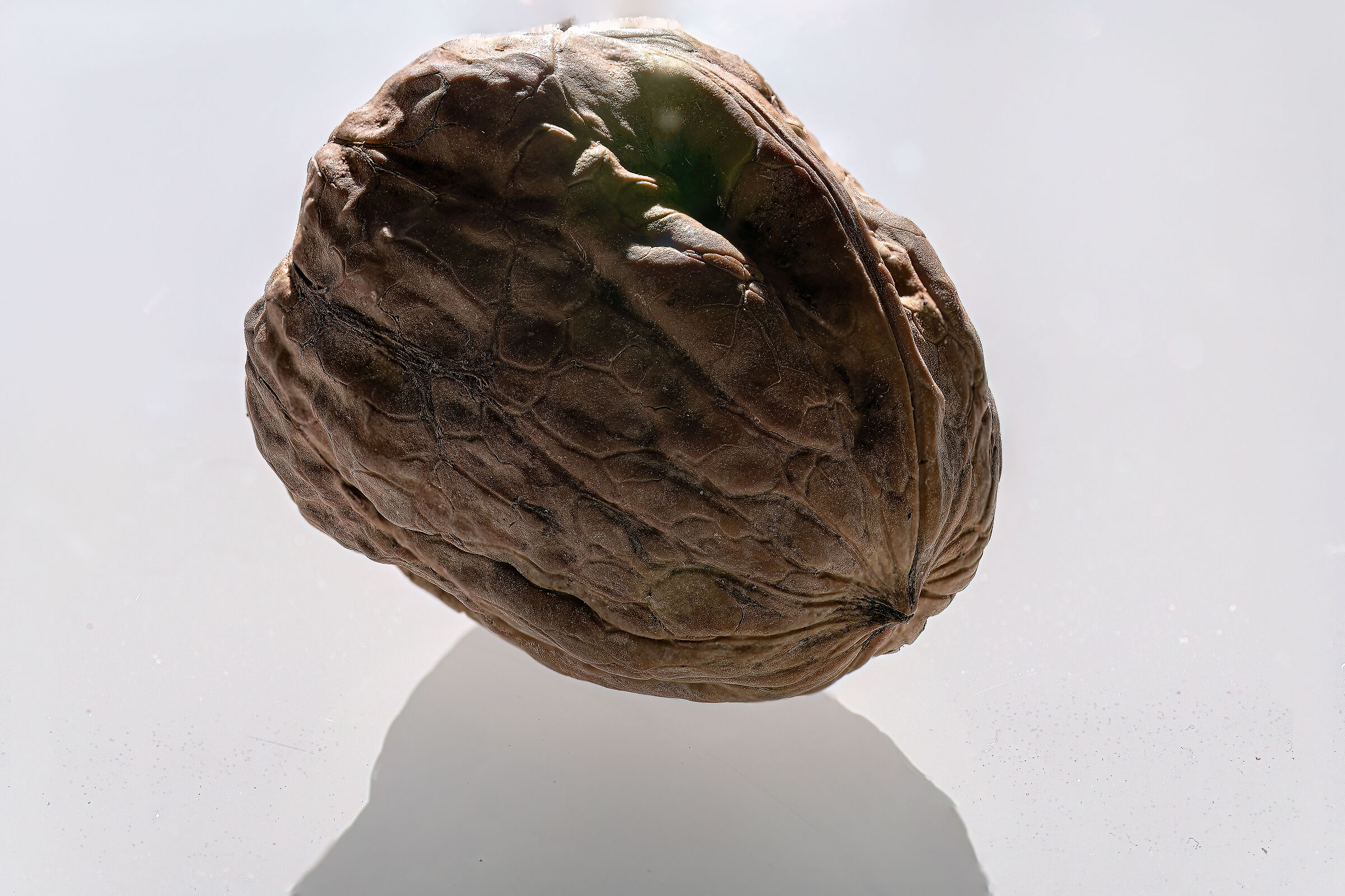 Macro focus-staking di noce