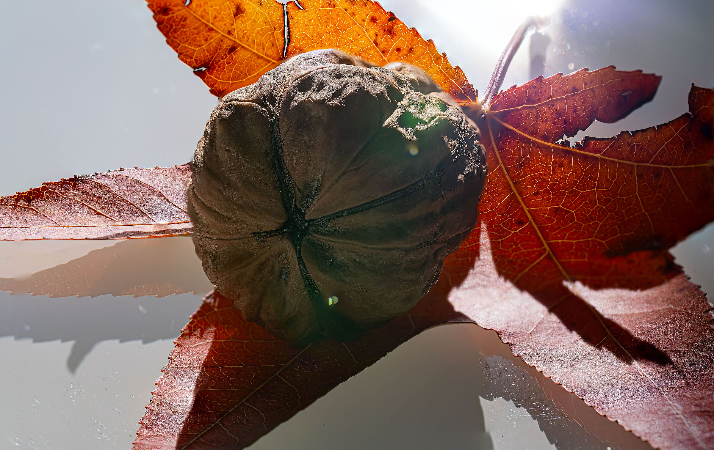 Walnut Macro Focus-Staking