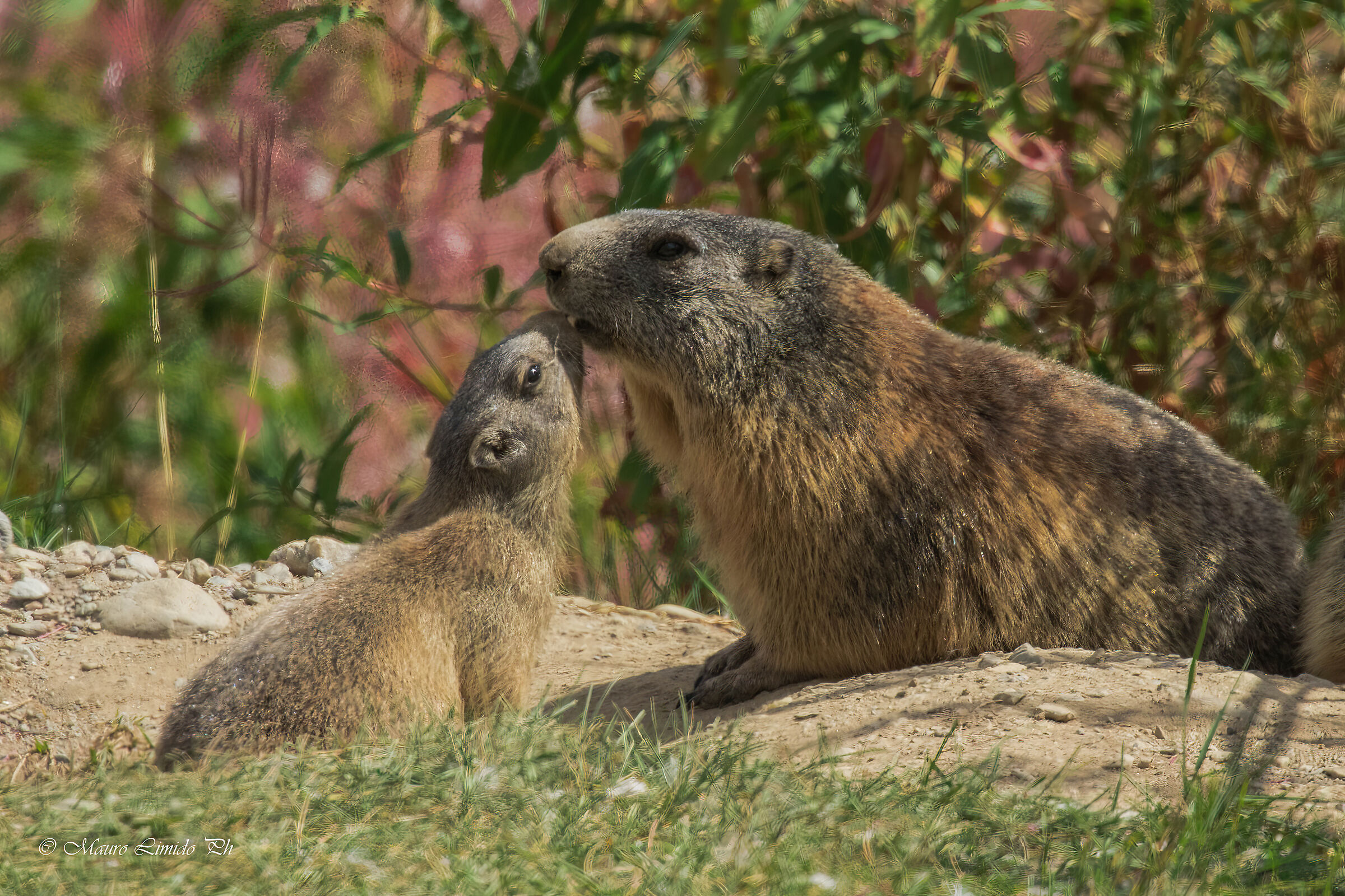 The kiss