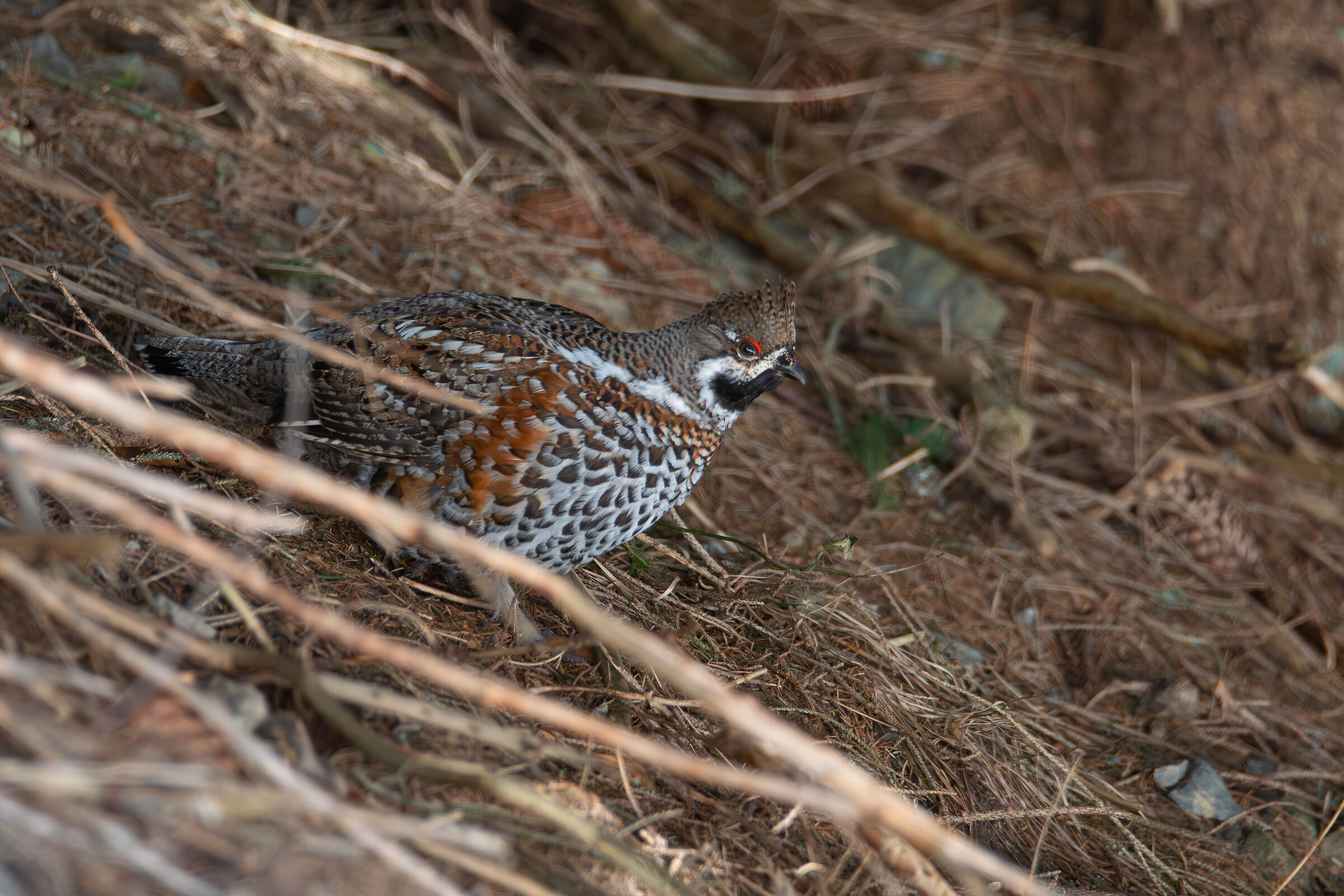 Hazel grouse