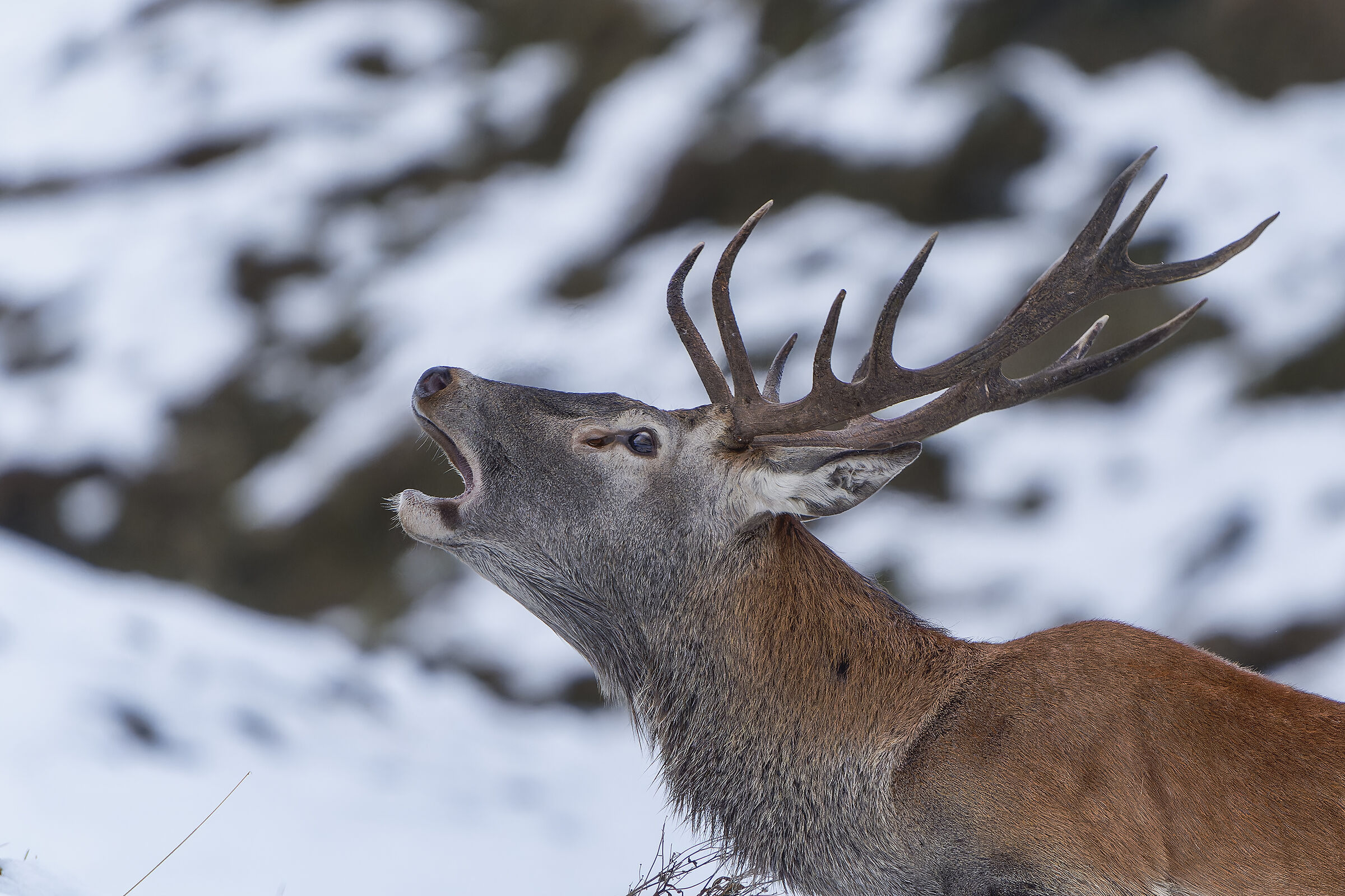 Roaring in the snow