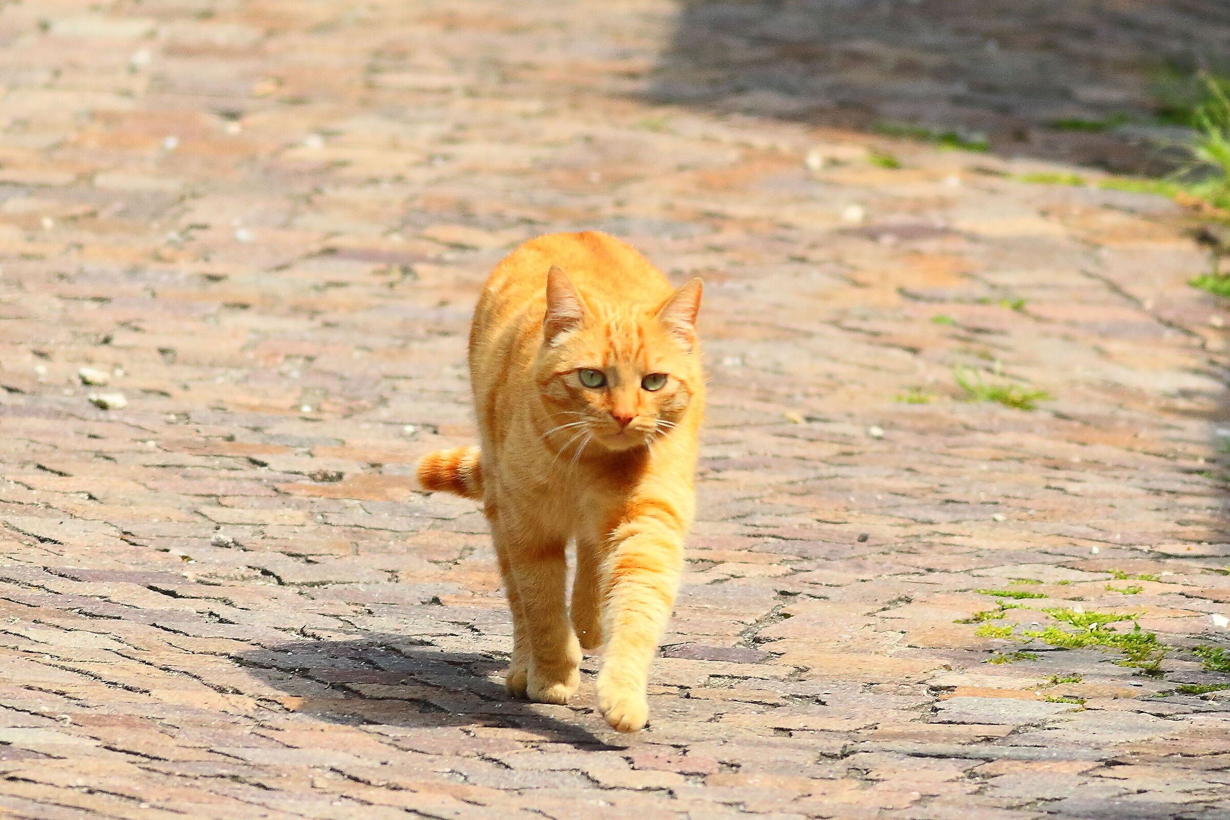 Il Rosso 01 maggio 2024 - 8520