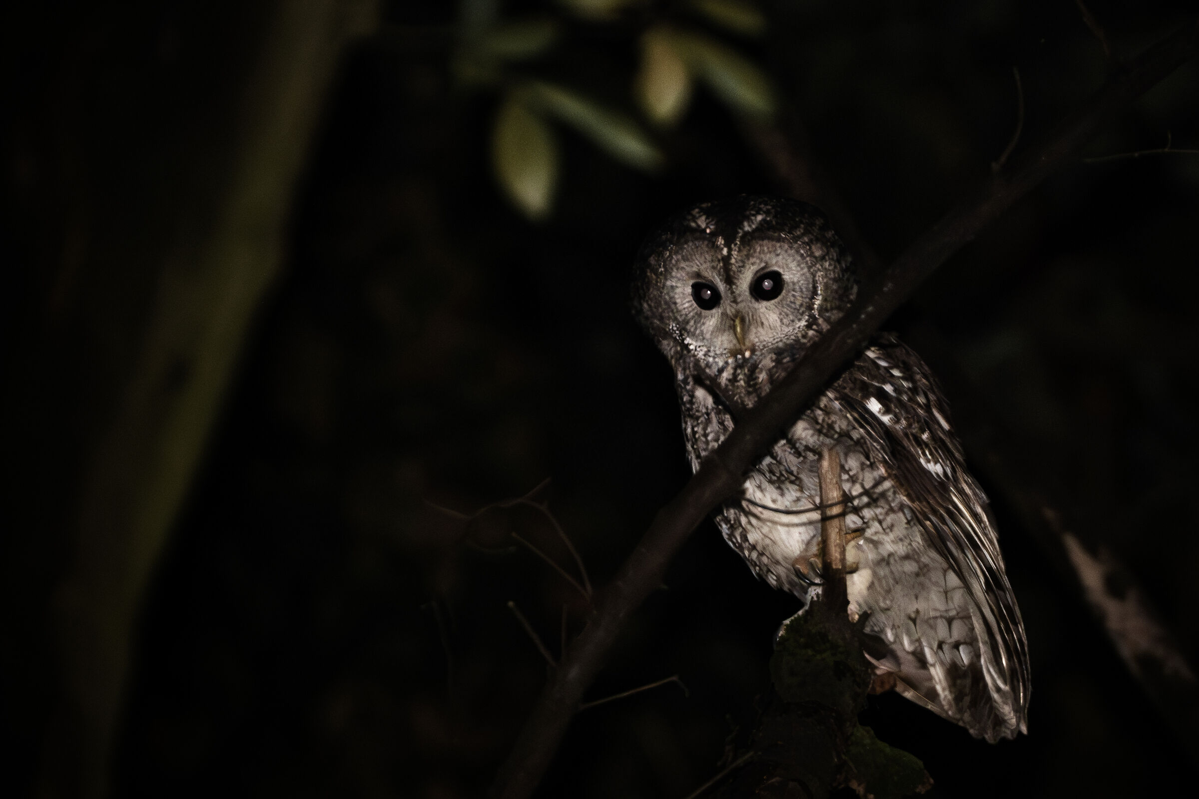 Allocco - Strix aluco