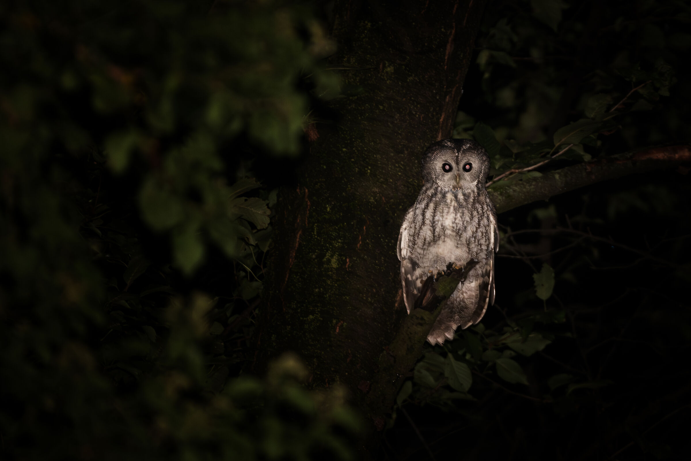 Allocco - Strix aluco