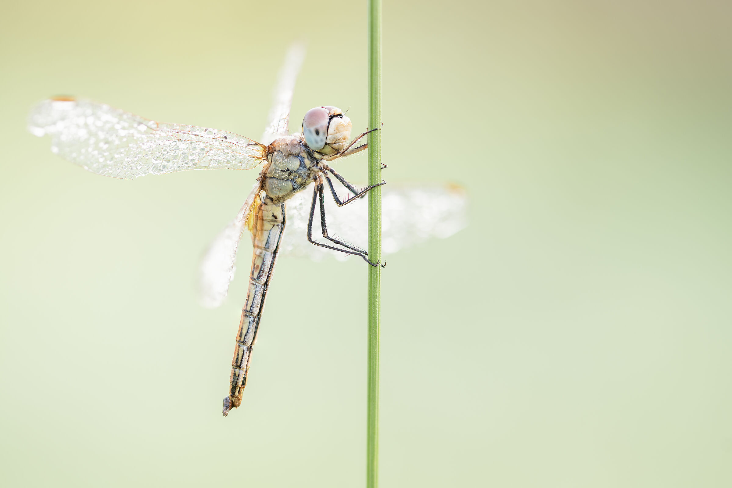 Sympetrum fonscolombii femmina