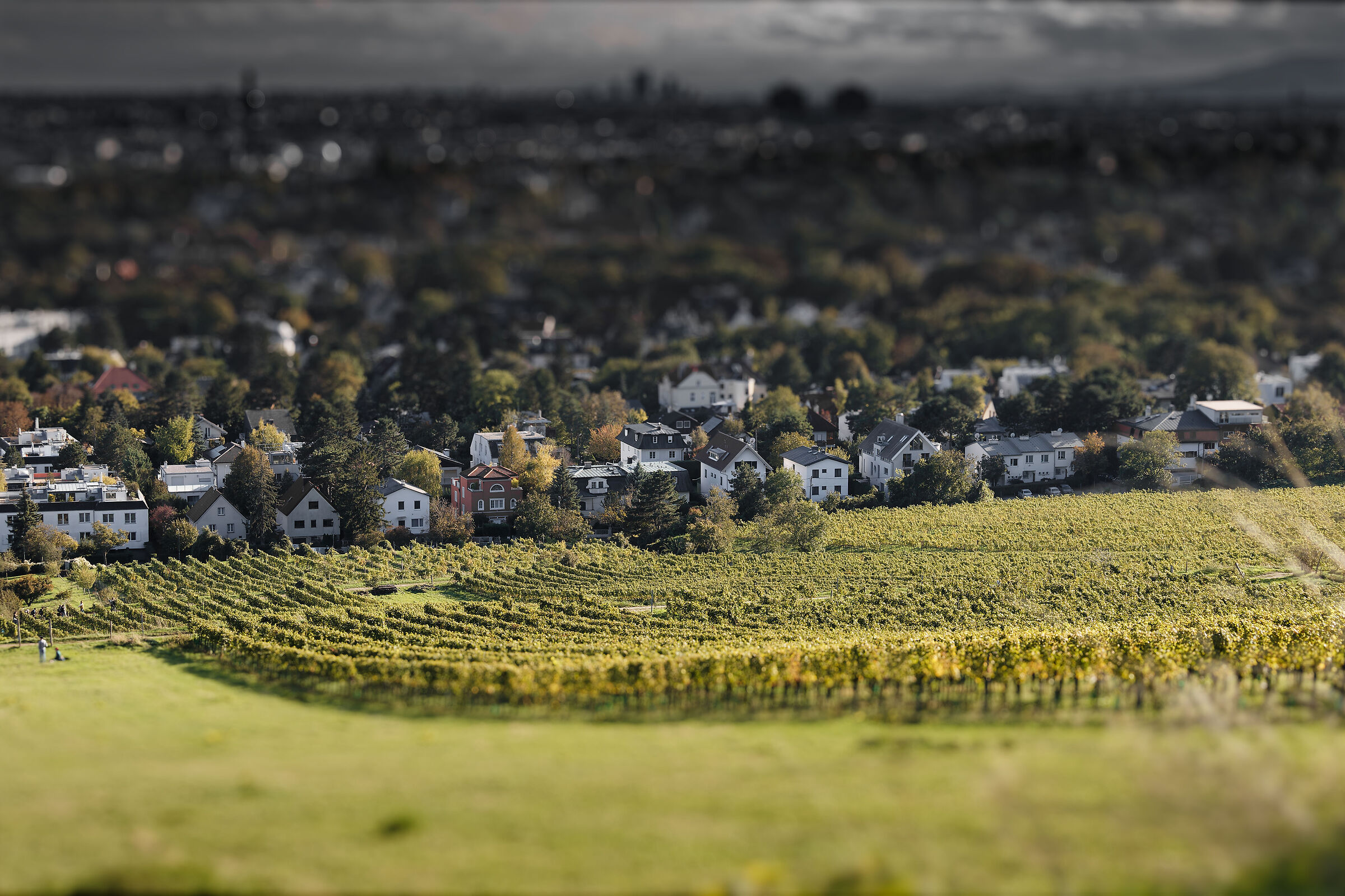 Village and vineyards