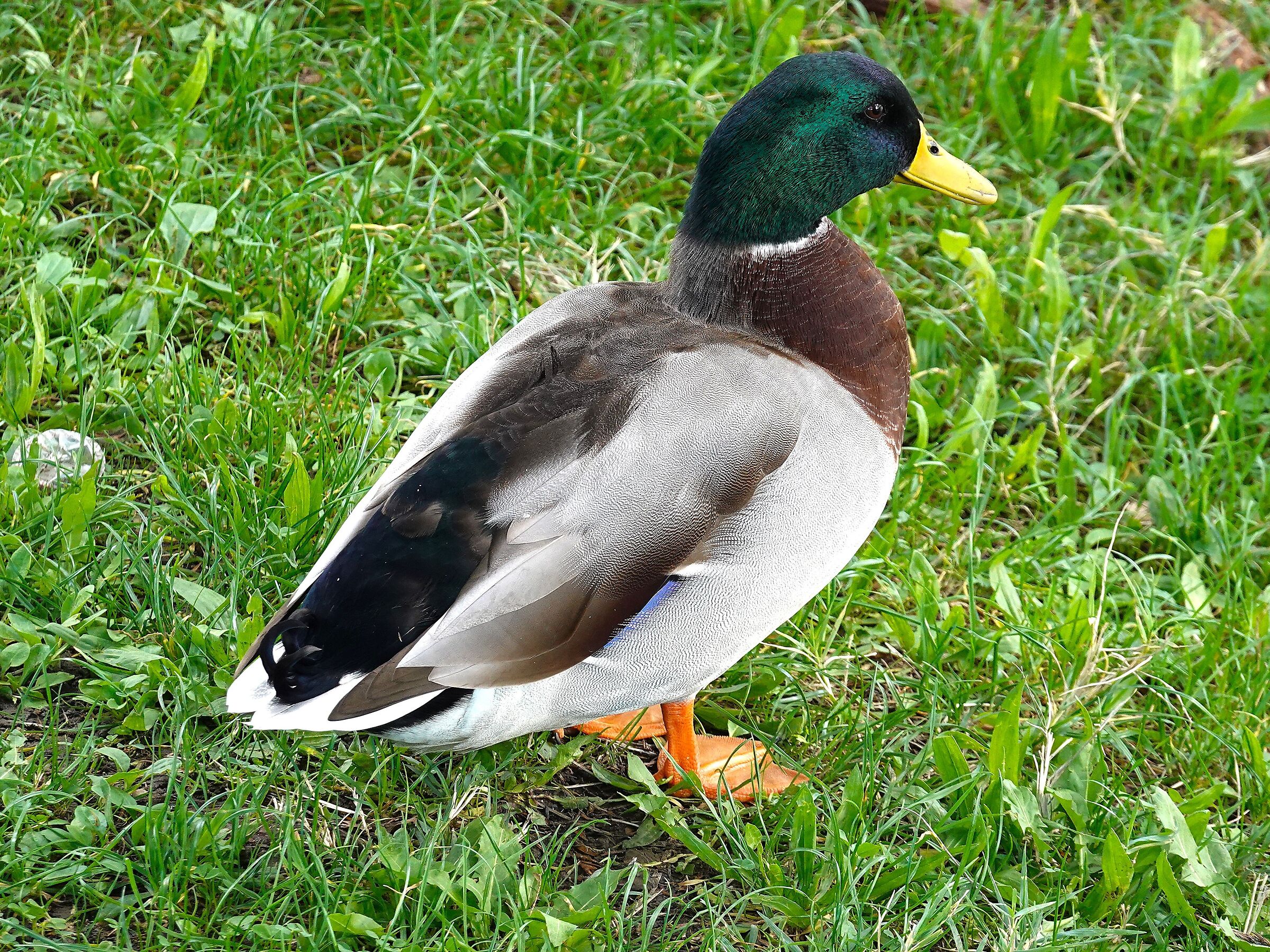 Mallard (Anas platyrhynchos)