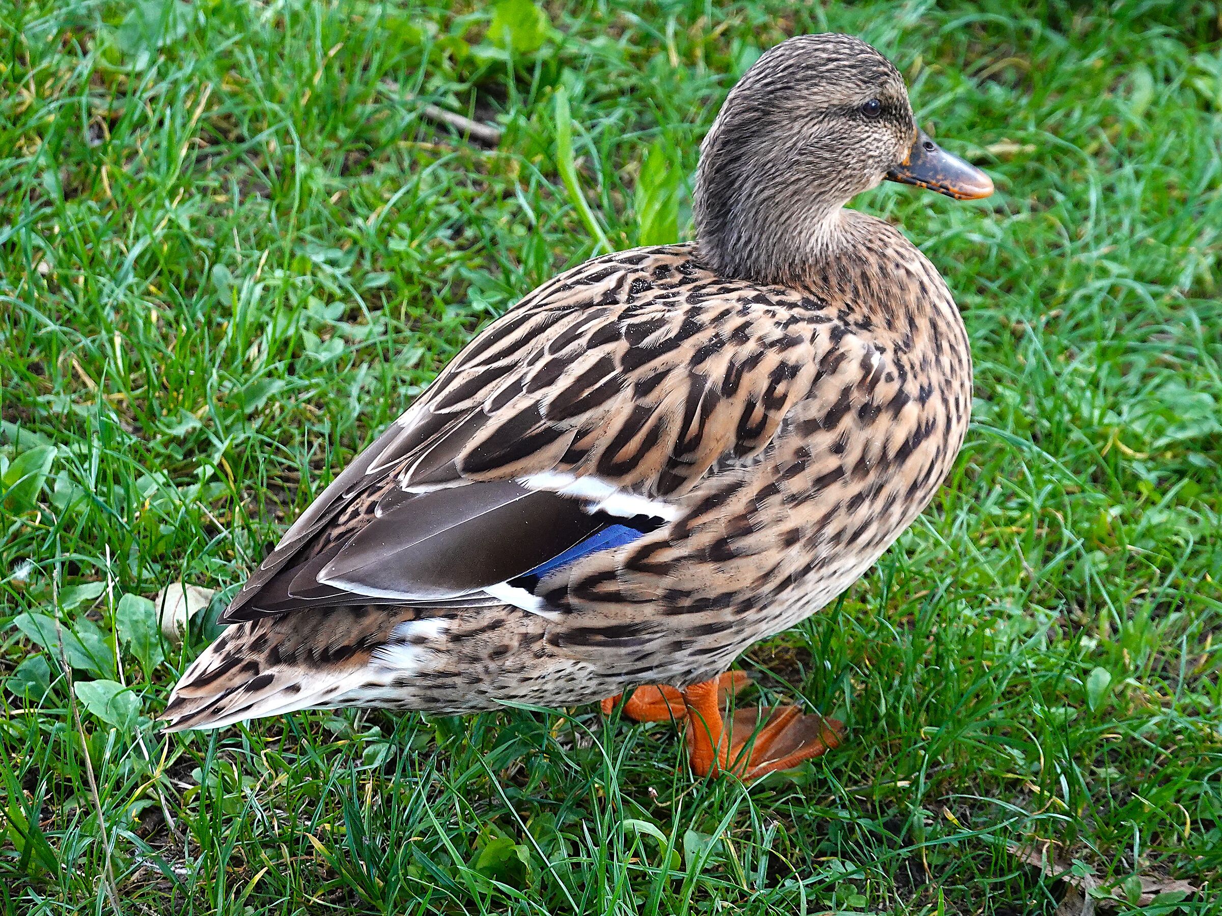 Mallard Female (Anas platyrhynchos)