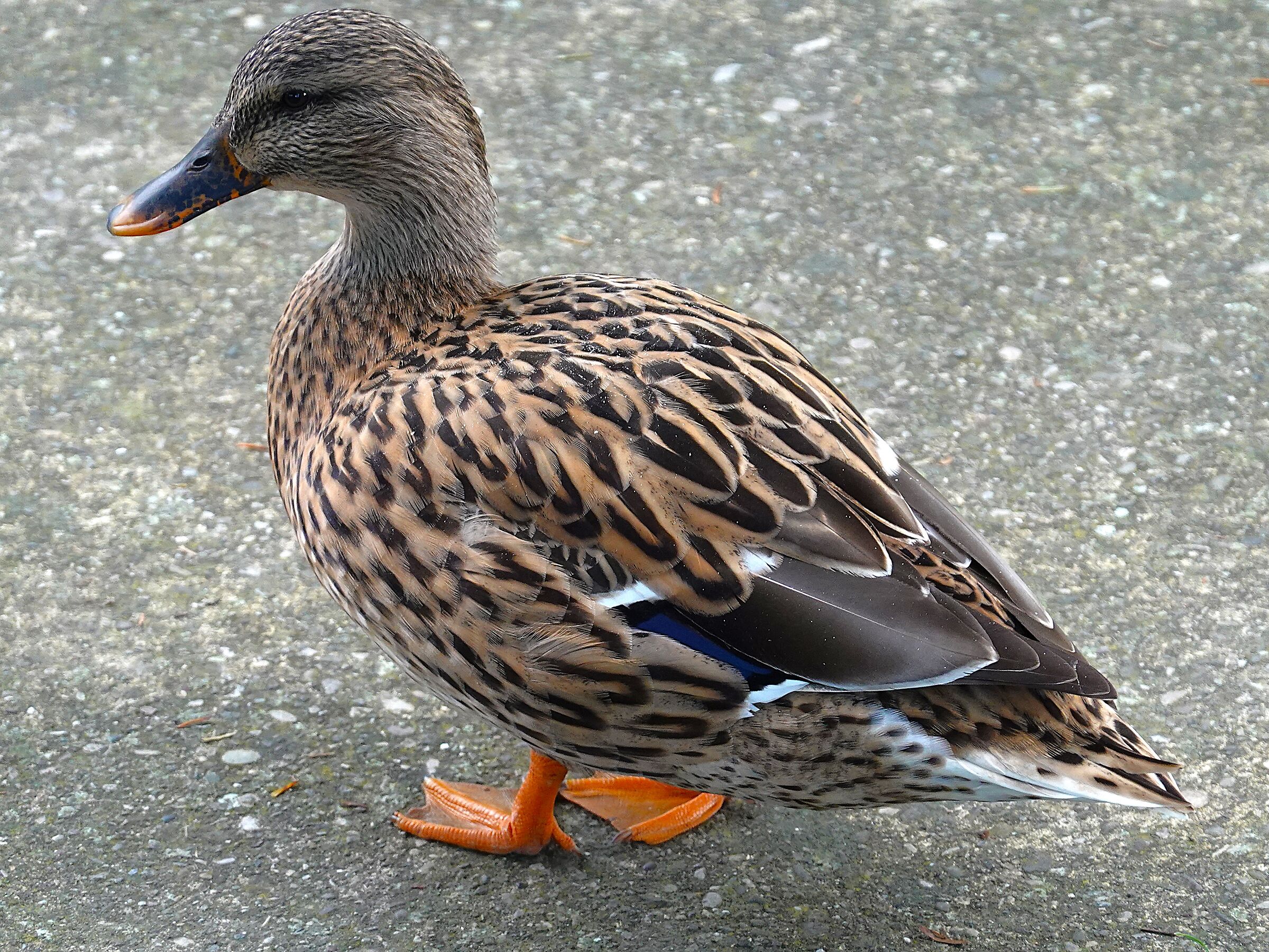 Mallard Female (Anas platyrhynchos)