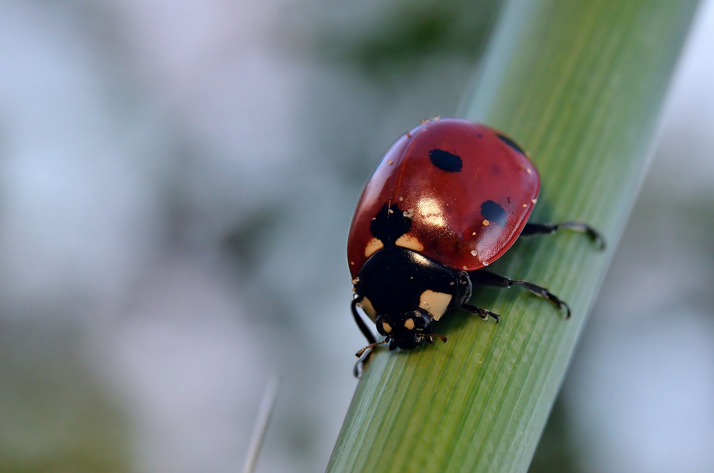 Coccinella a tramonto