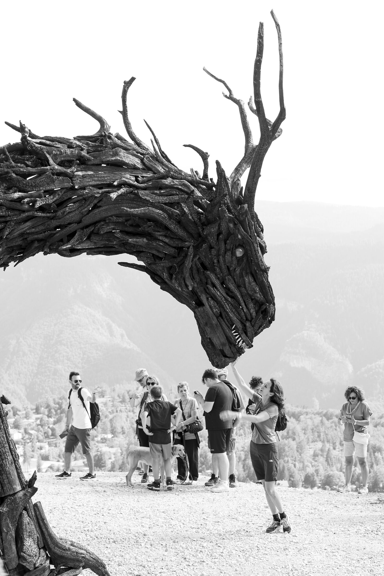 Drago di Vaia, meno male che è di legno......