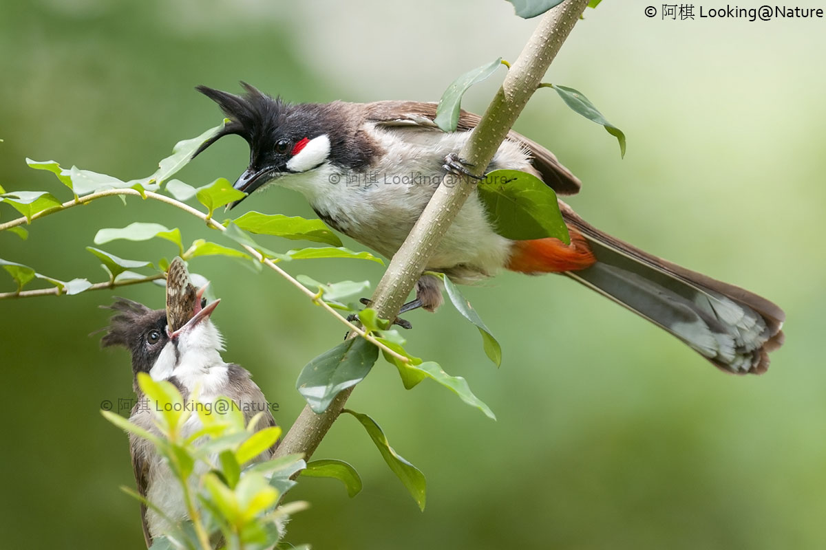 Red-whiskered Bulbul