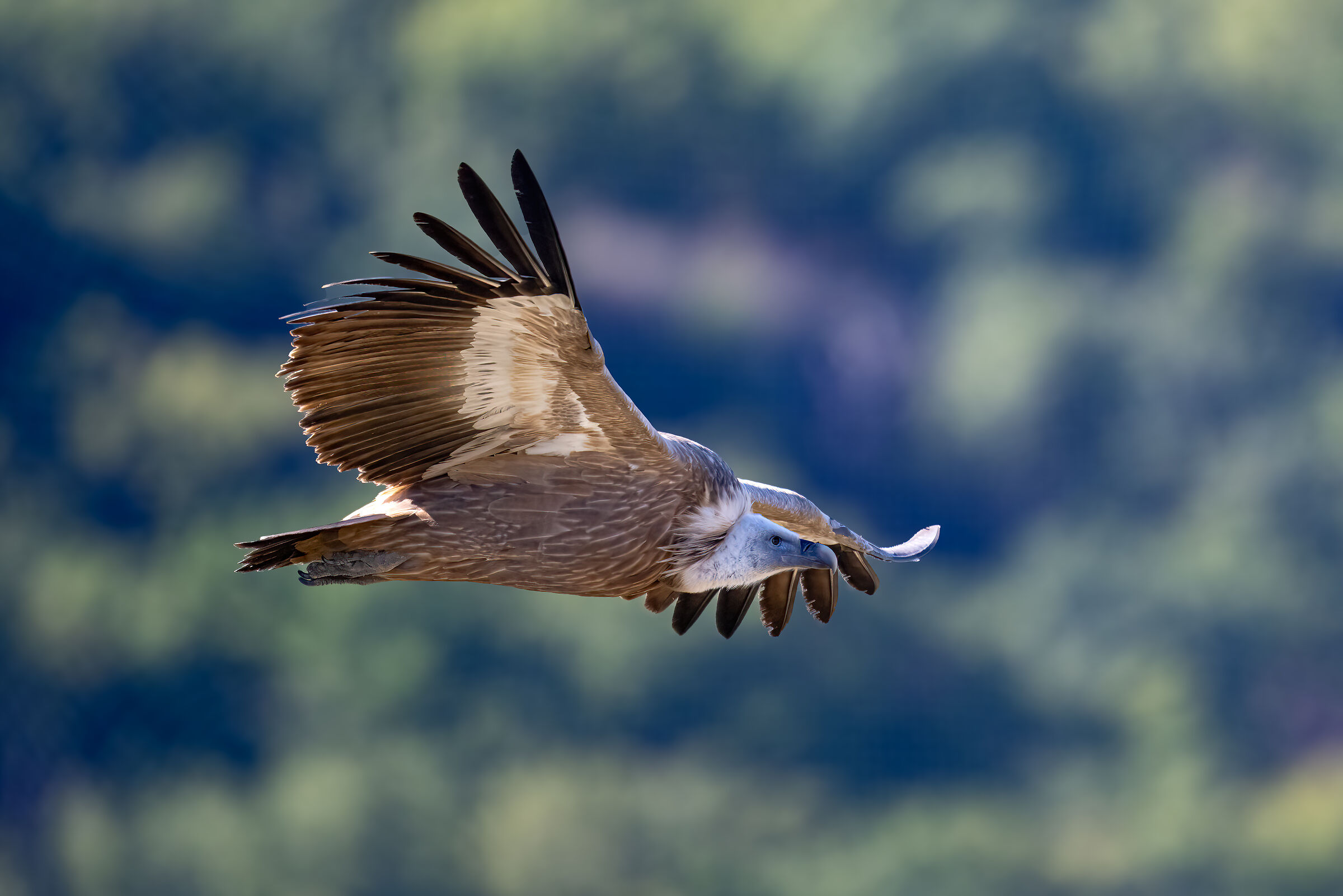 Griffin - Barronies Provencal